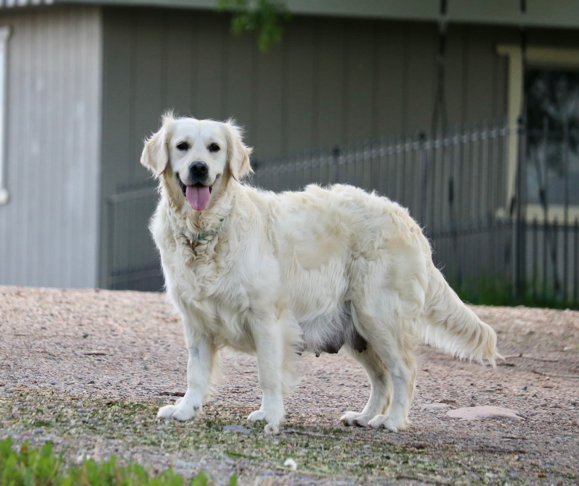 Yuki