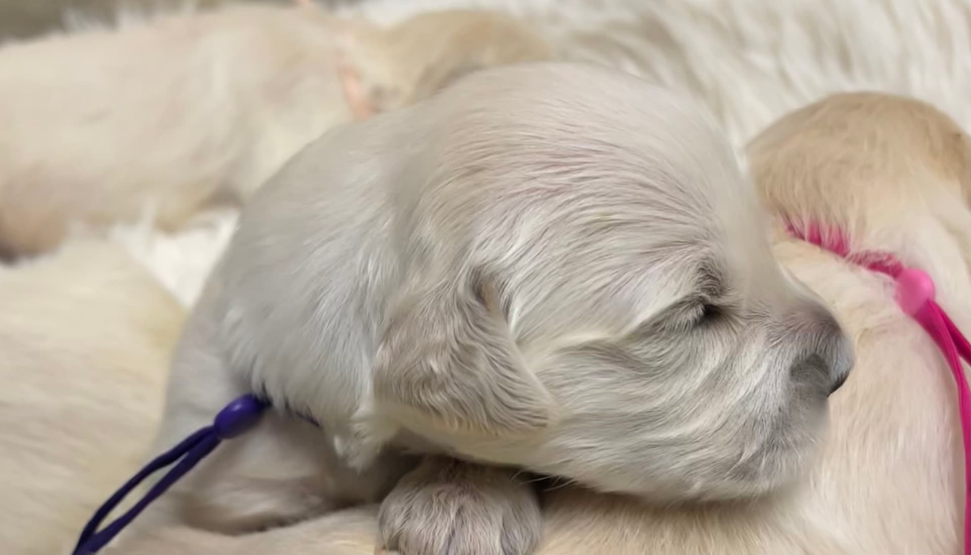 Puppy Photo 1