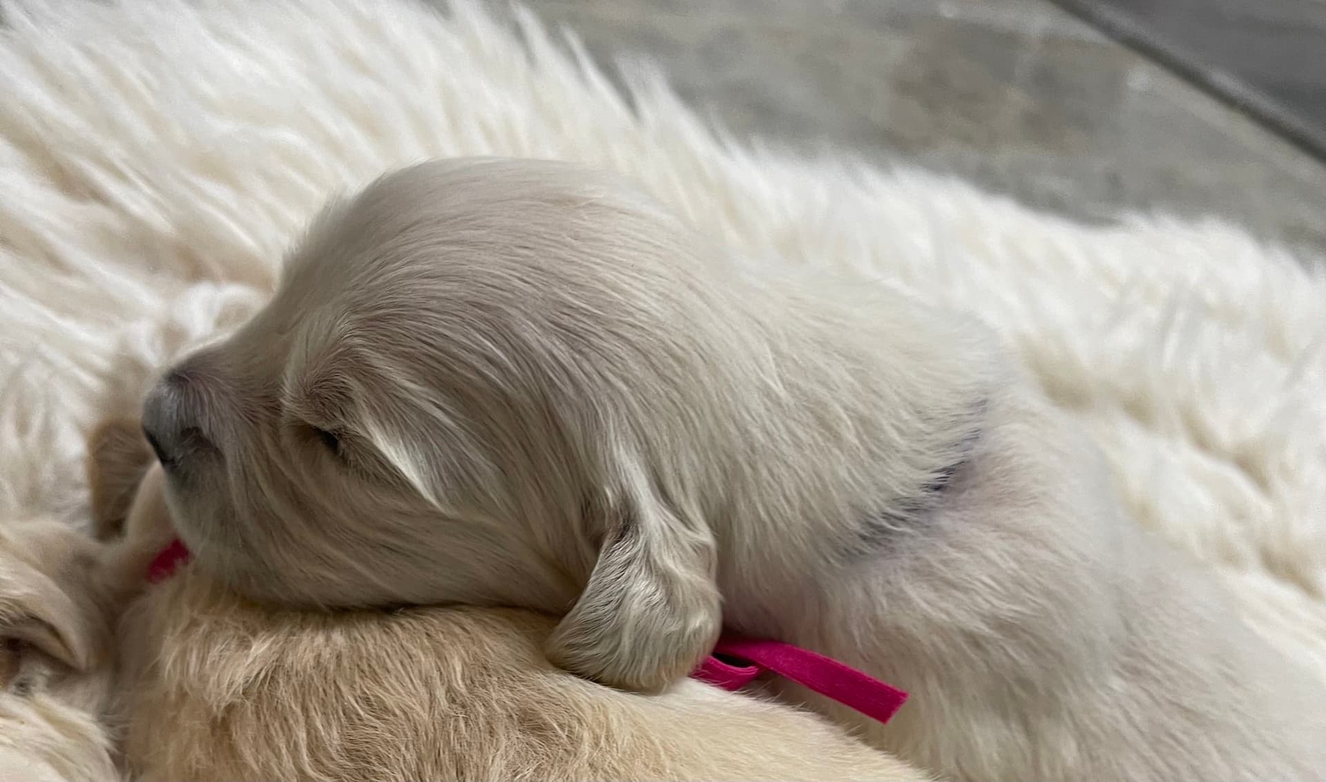 Puppy Photo 3