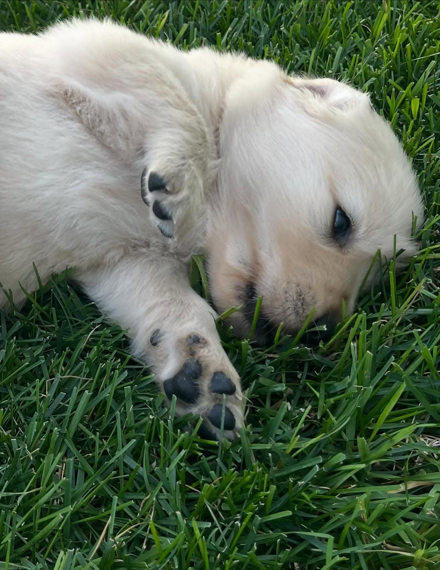 Puppy Photo 1