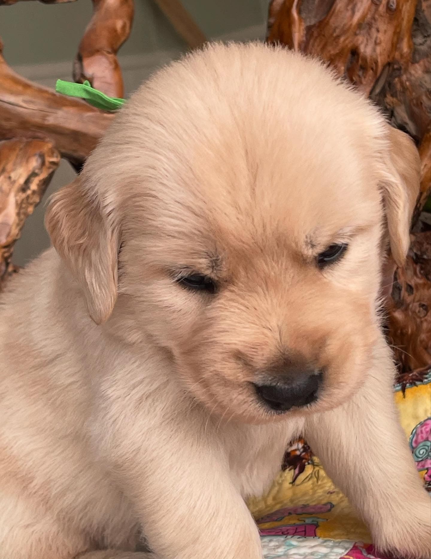 Puppy Photo 2