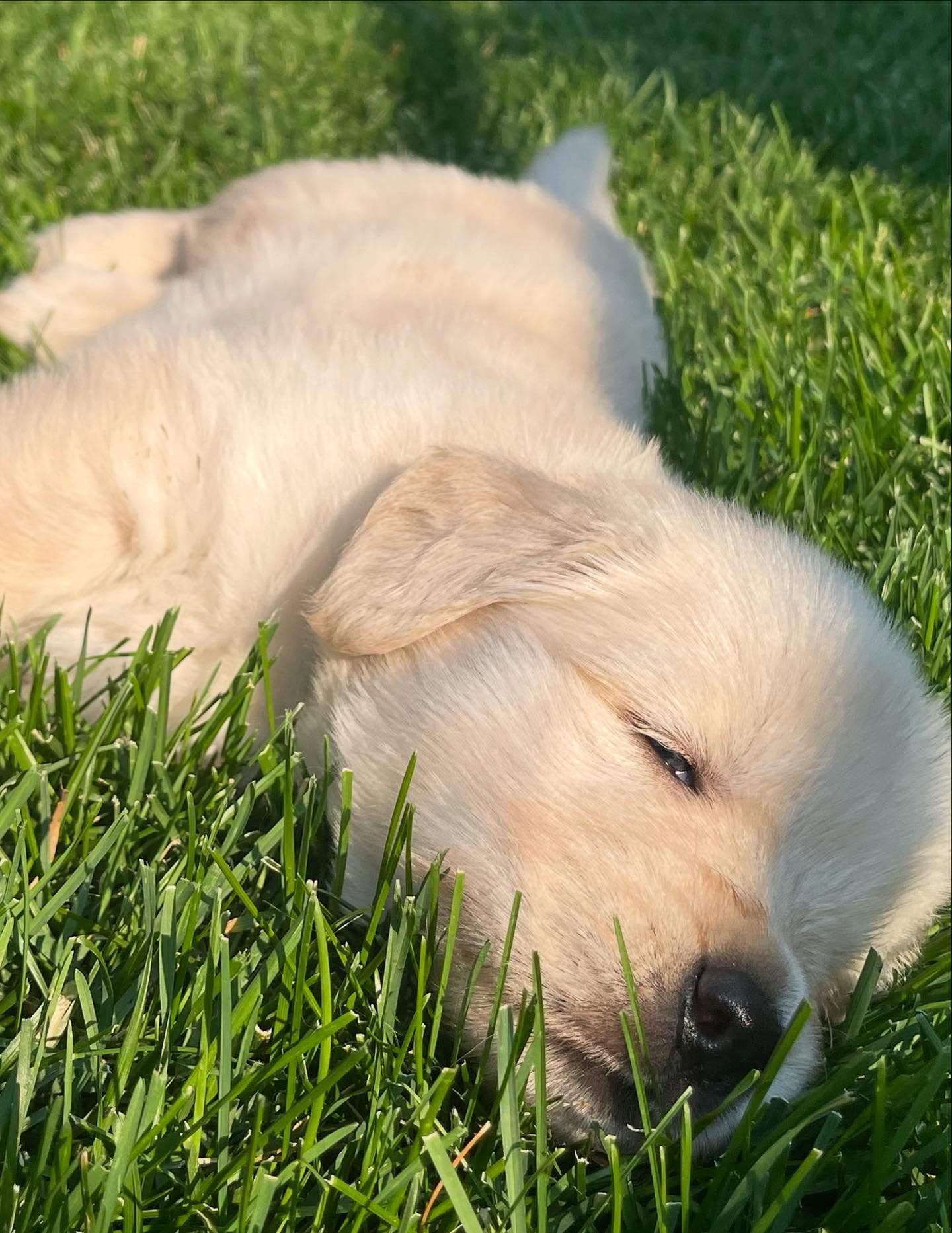 Puppy Photo 1