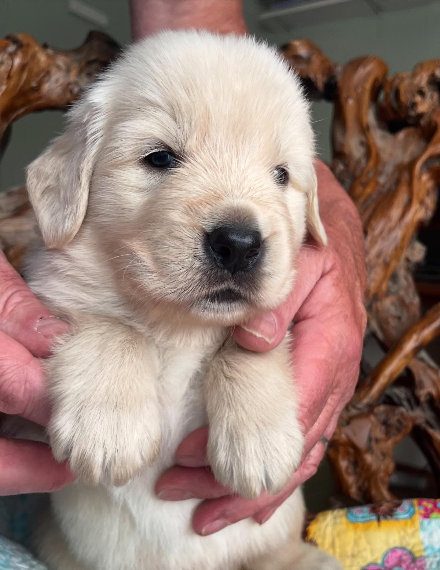 Puppy Photo 2