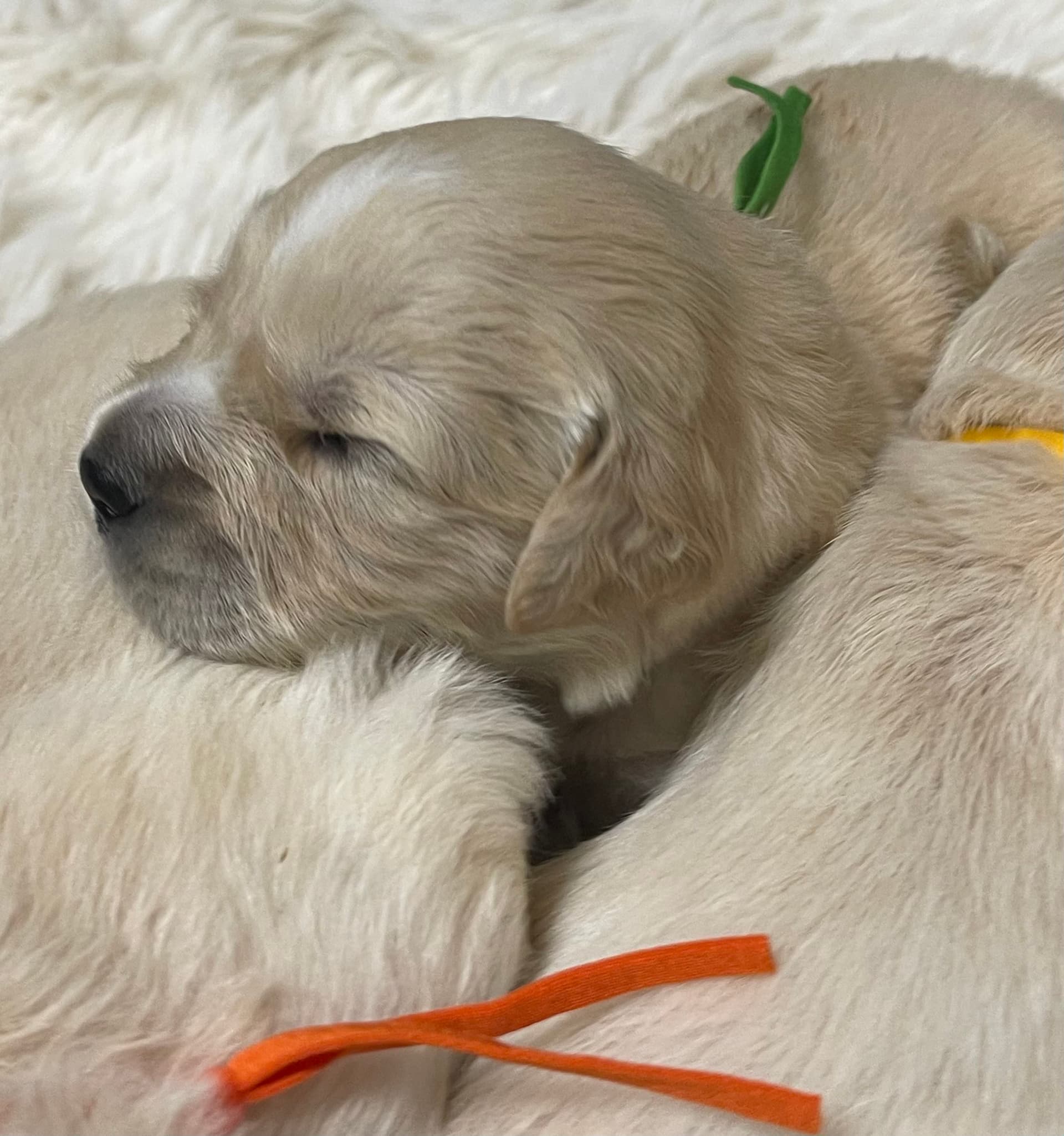 Puppy Photo 1