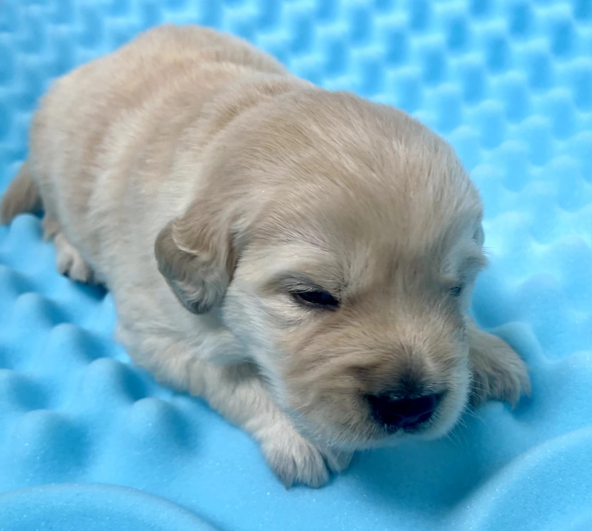 Puppy Photo 1