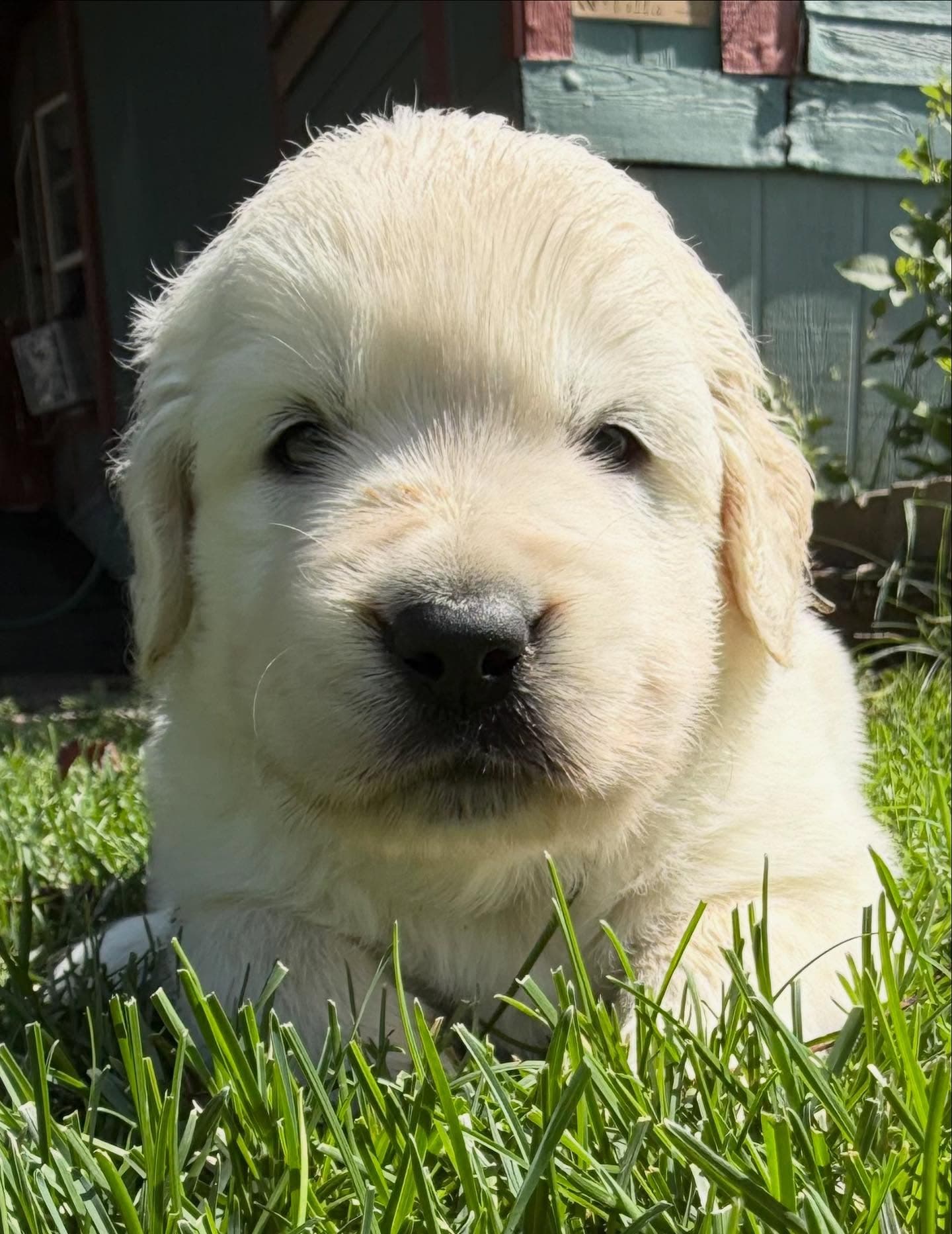 Puppy Photo 1