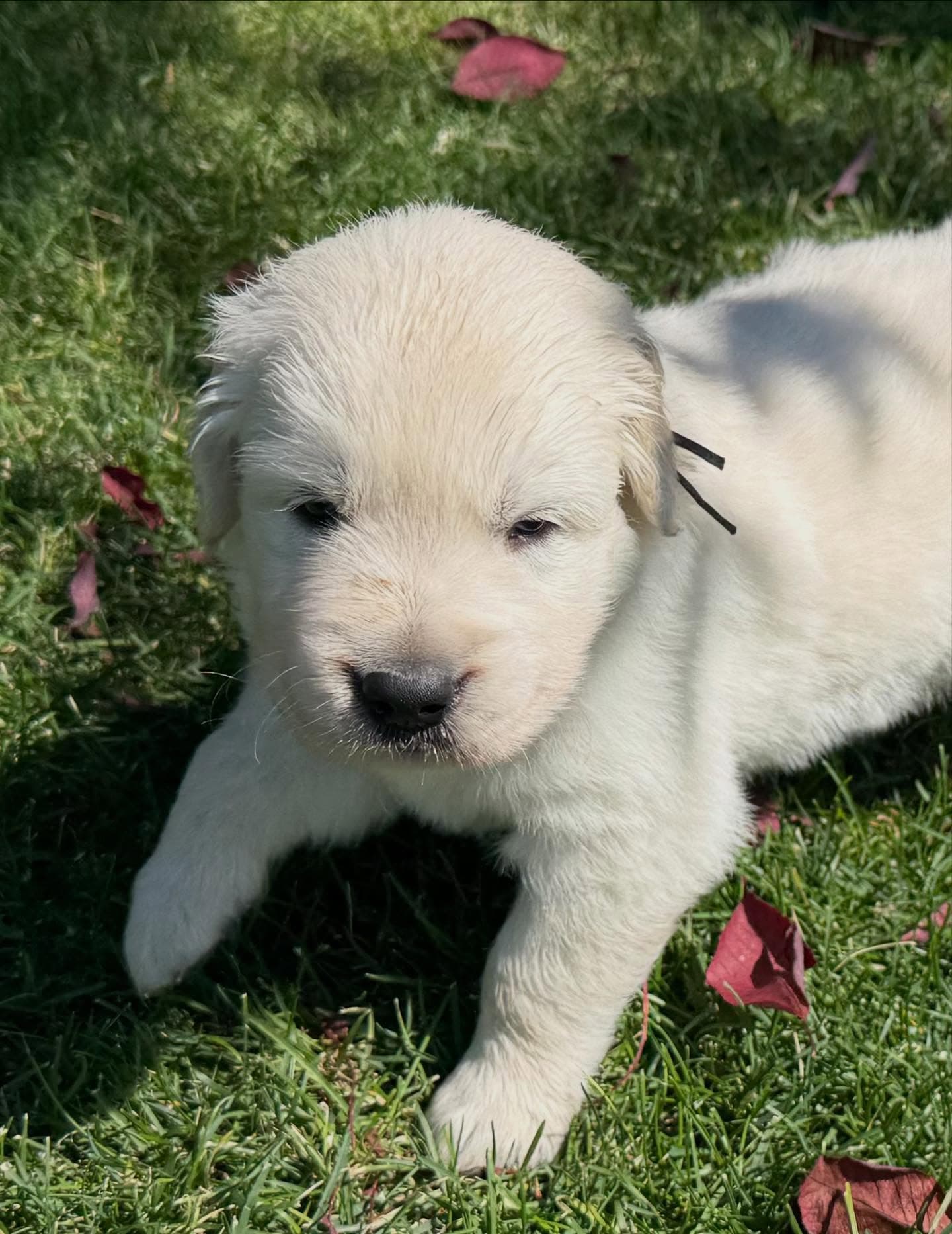 Golden Retriever puppy