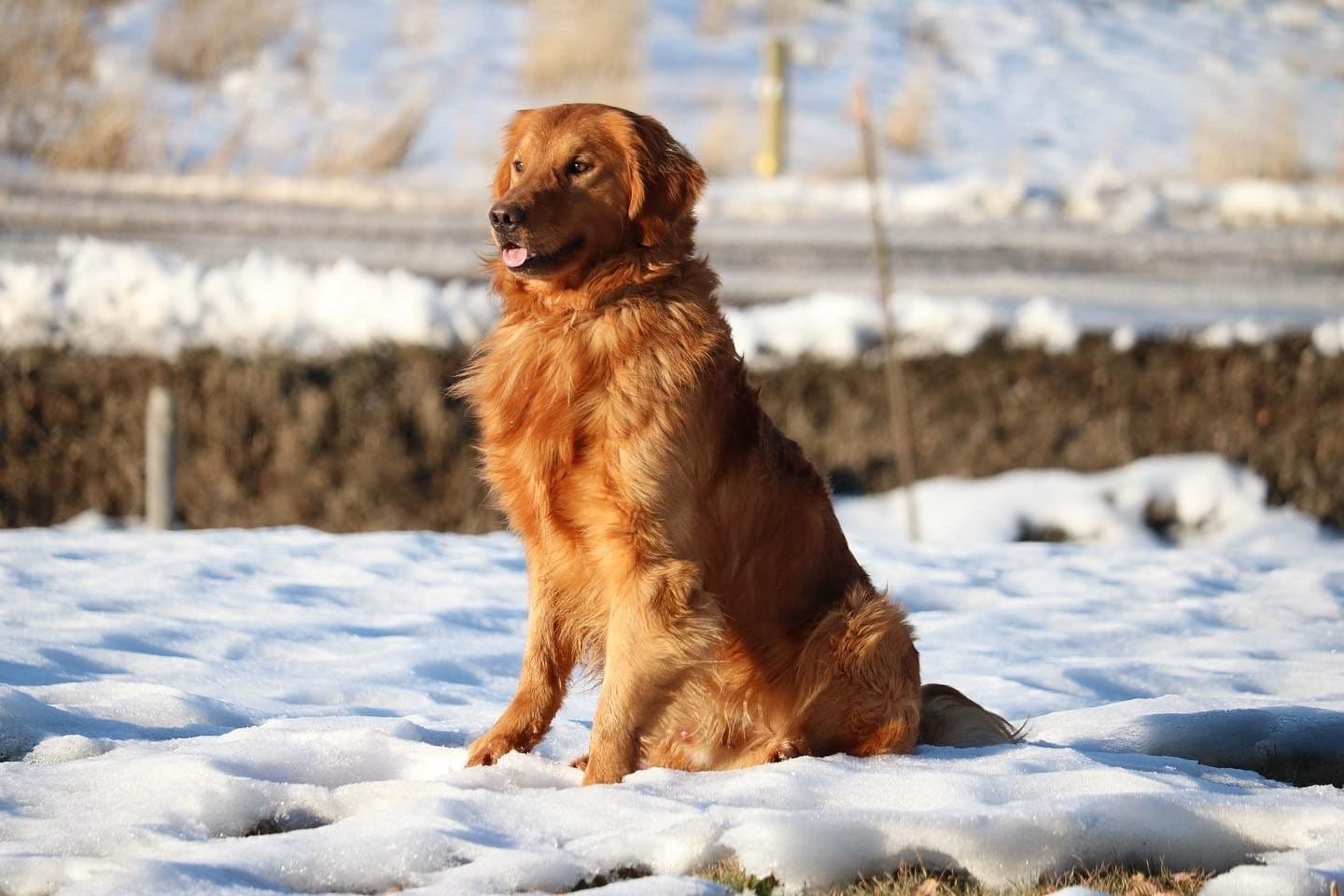 Yogi - Photo 2