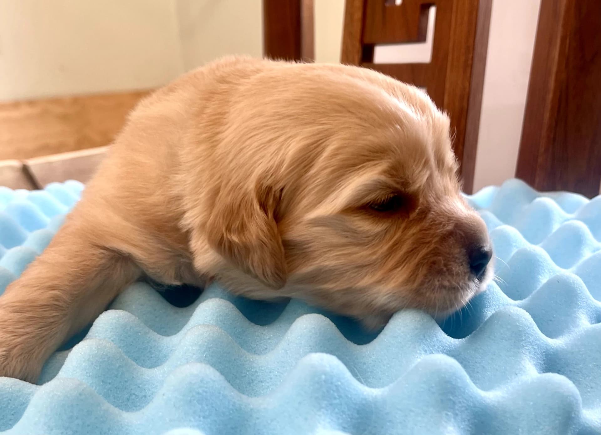 Puppy Photo 2