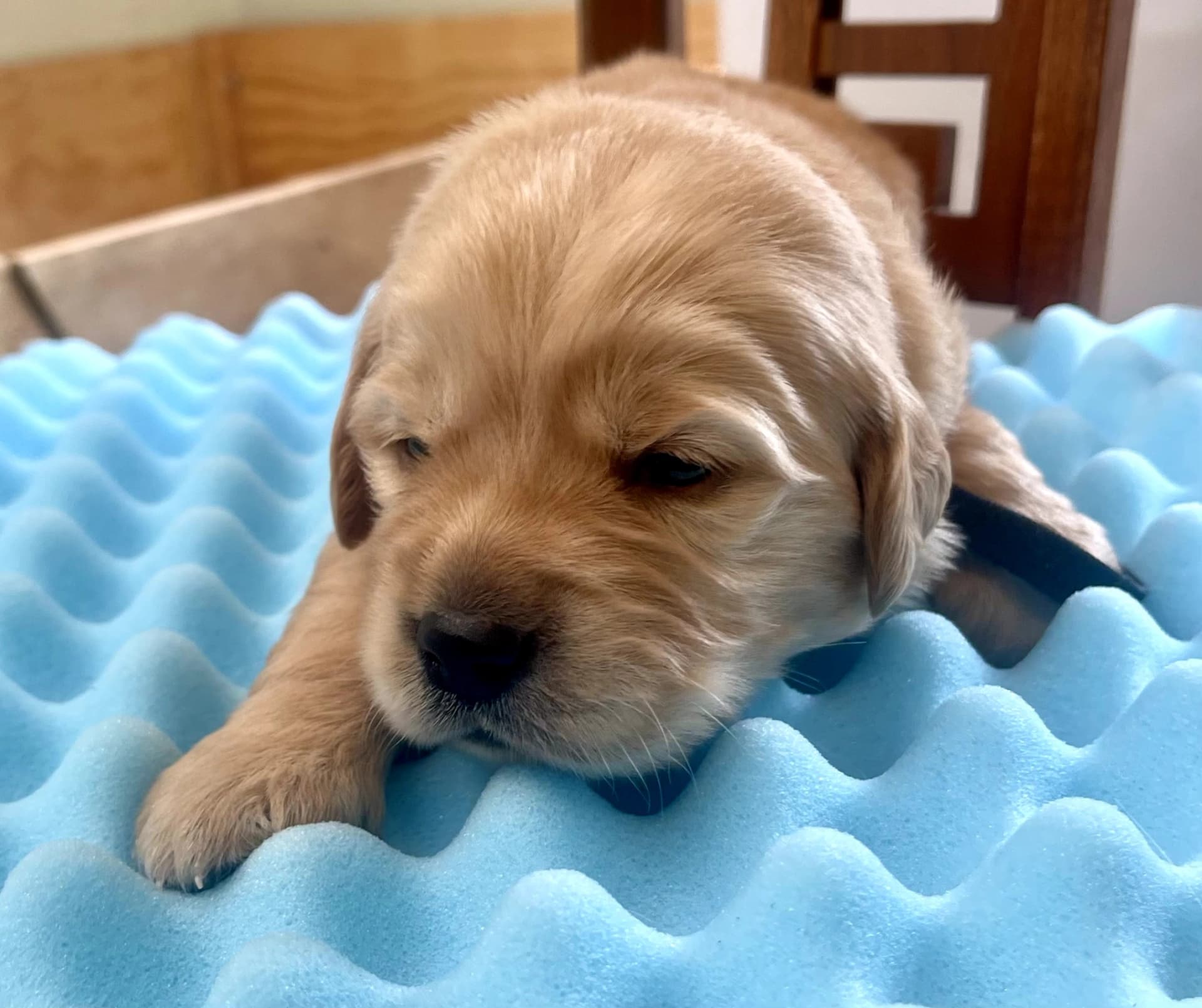 Puppy Photo 3