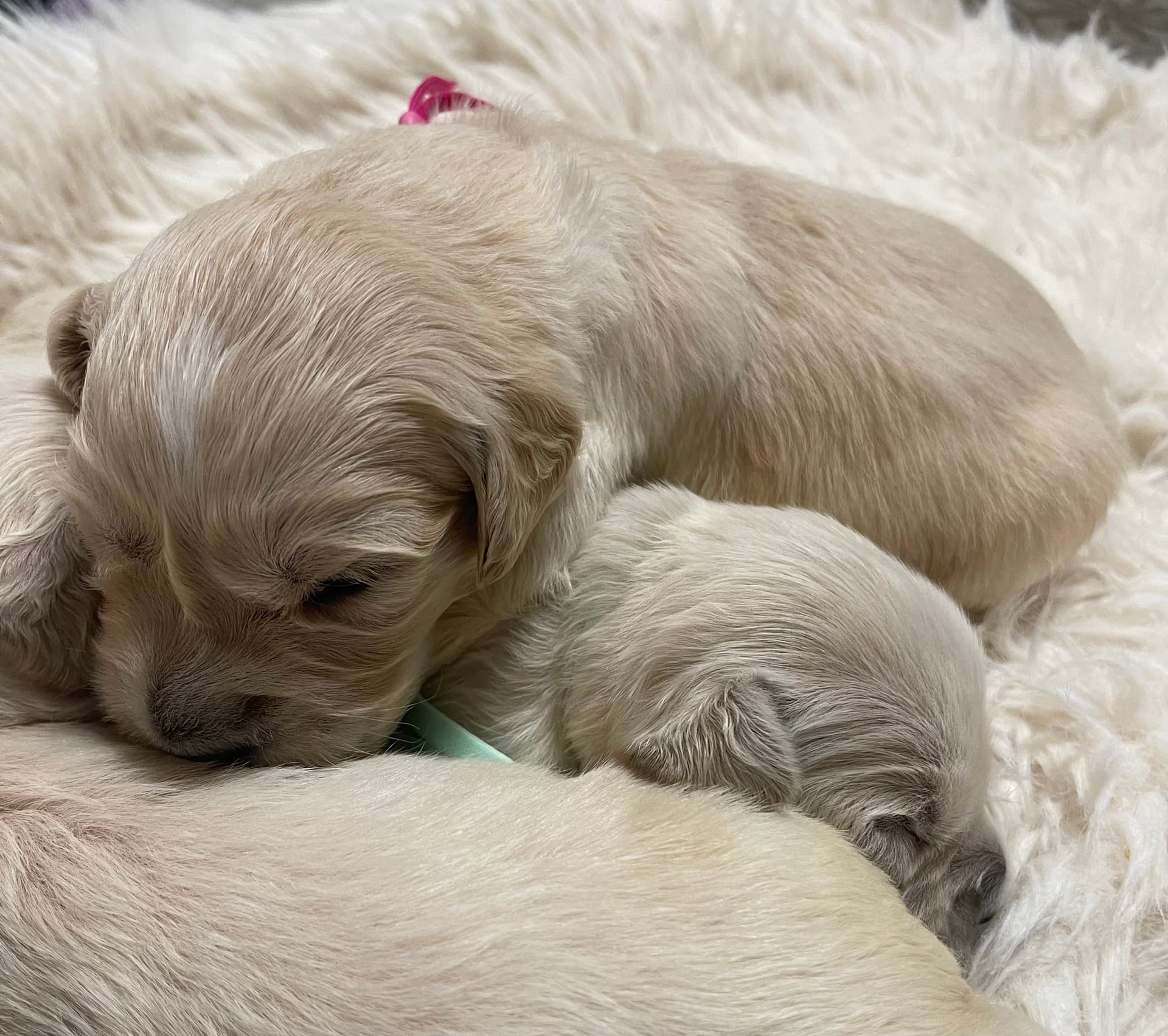 Puppy Photo 1