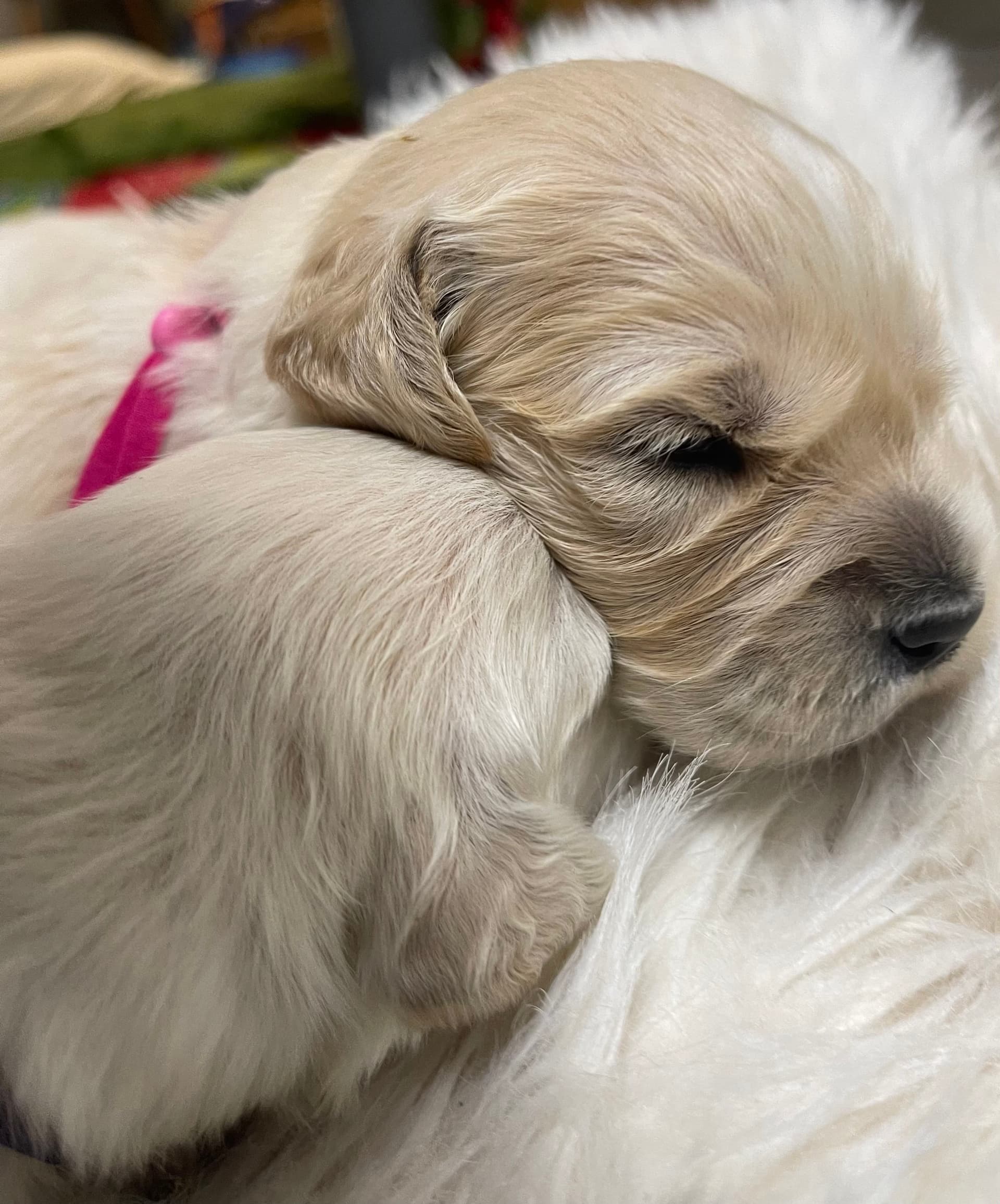 Puppy Photo 3