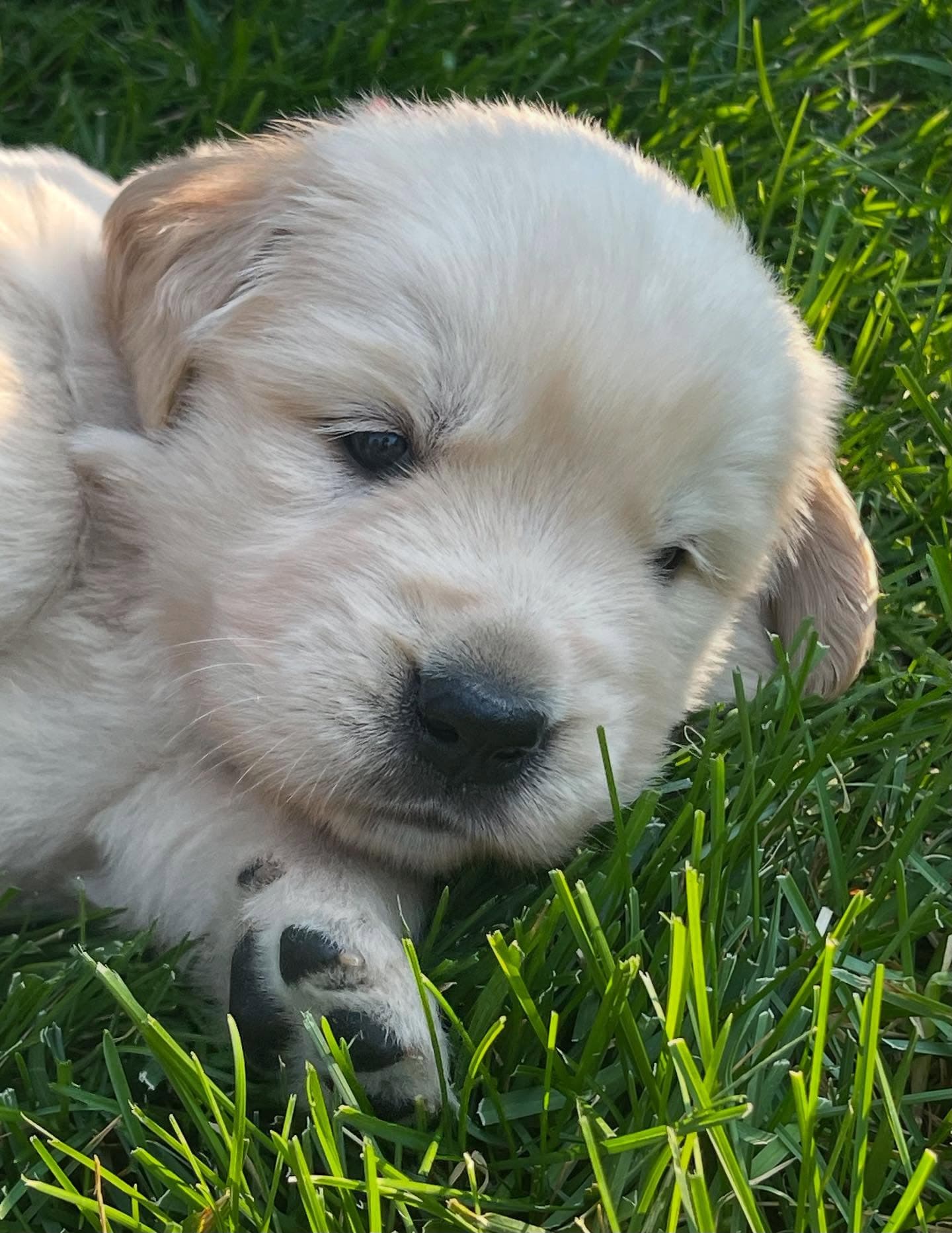Puppy Photo 1