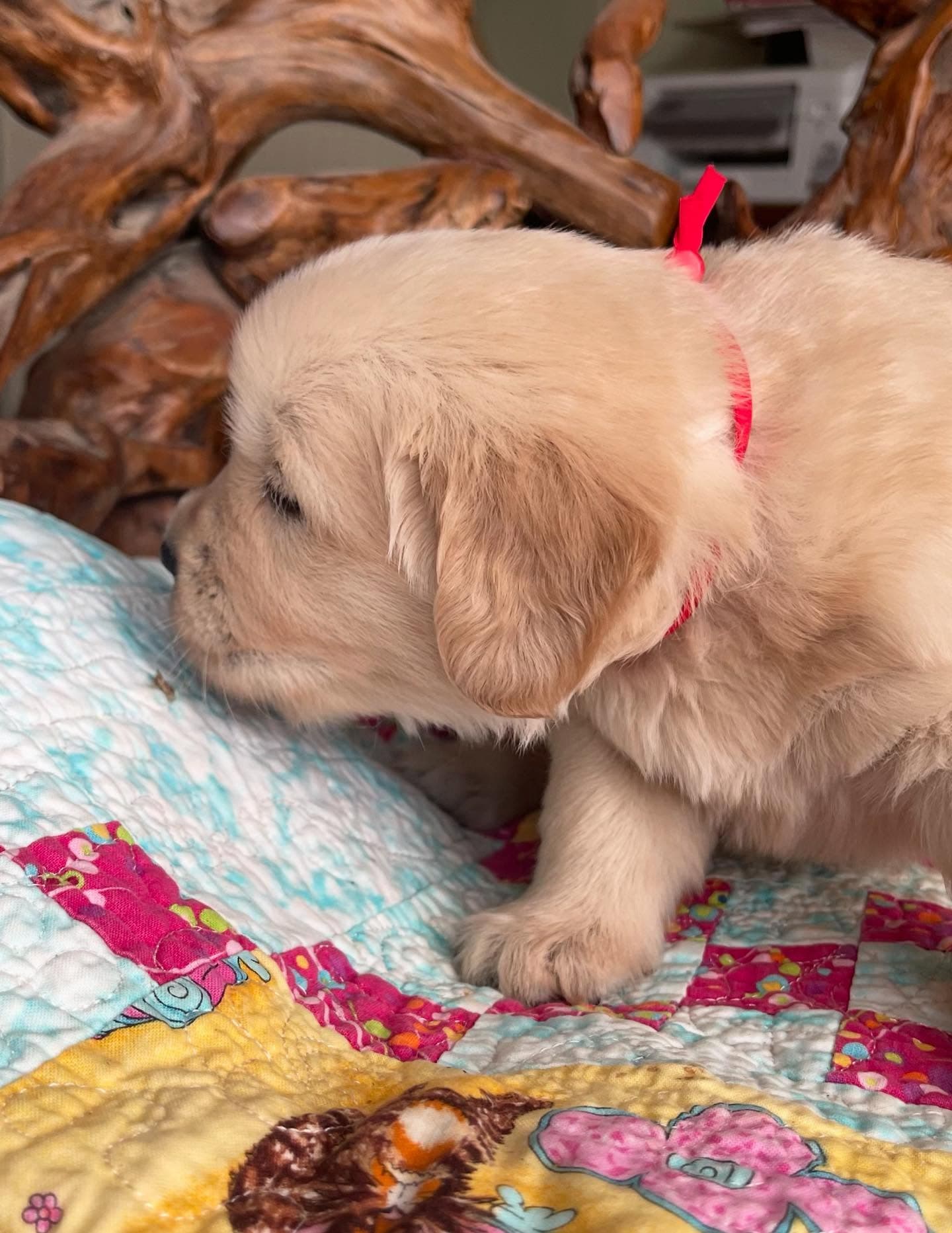 Puppy Photo 2