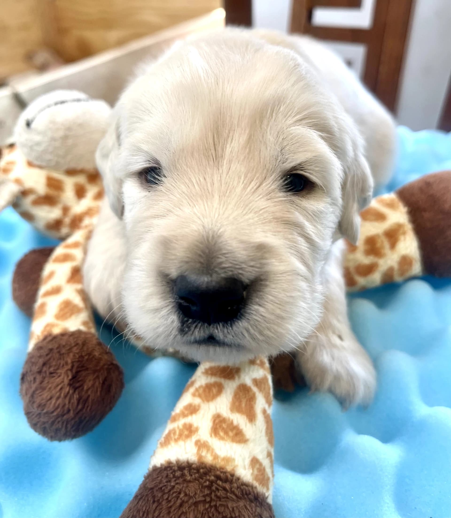 Puppy Photo 1
