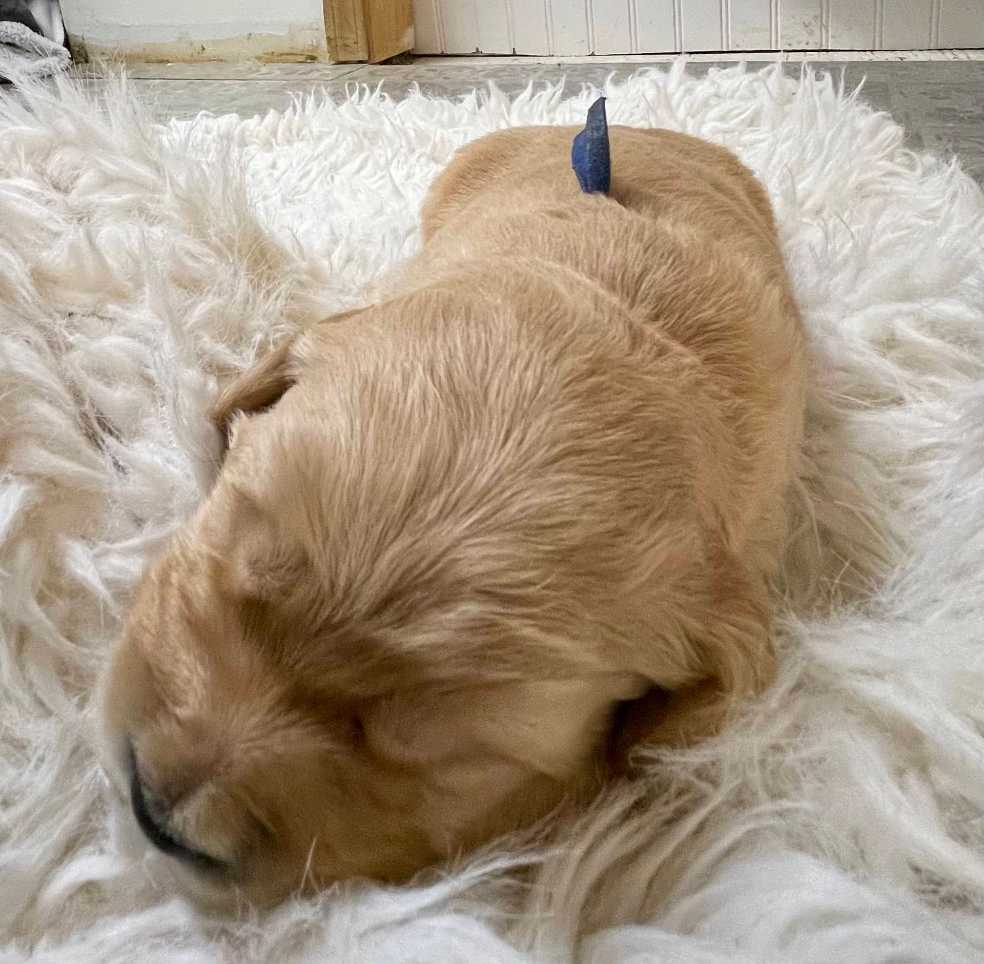 Puppy Photo 1