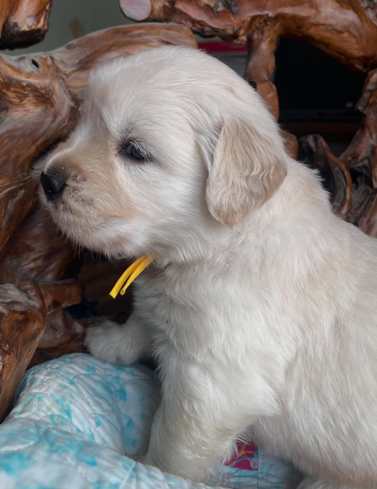 Puppy Photo 1