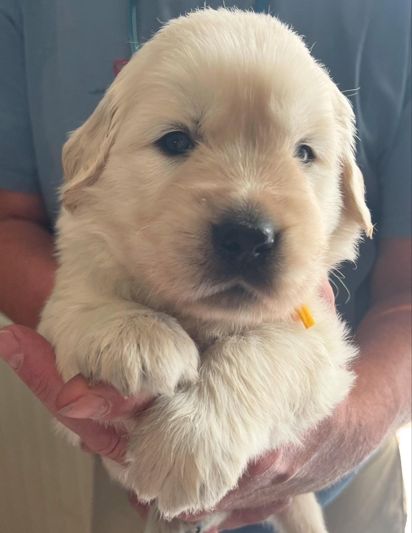 Puppy Photo 2