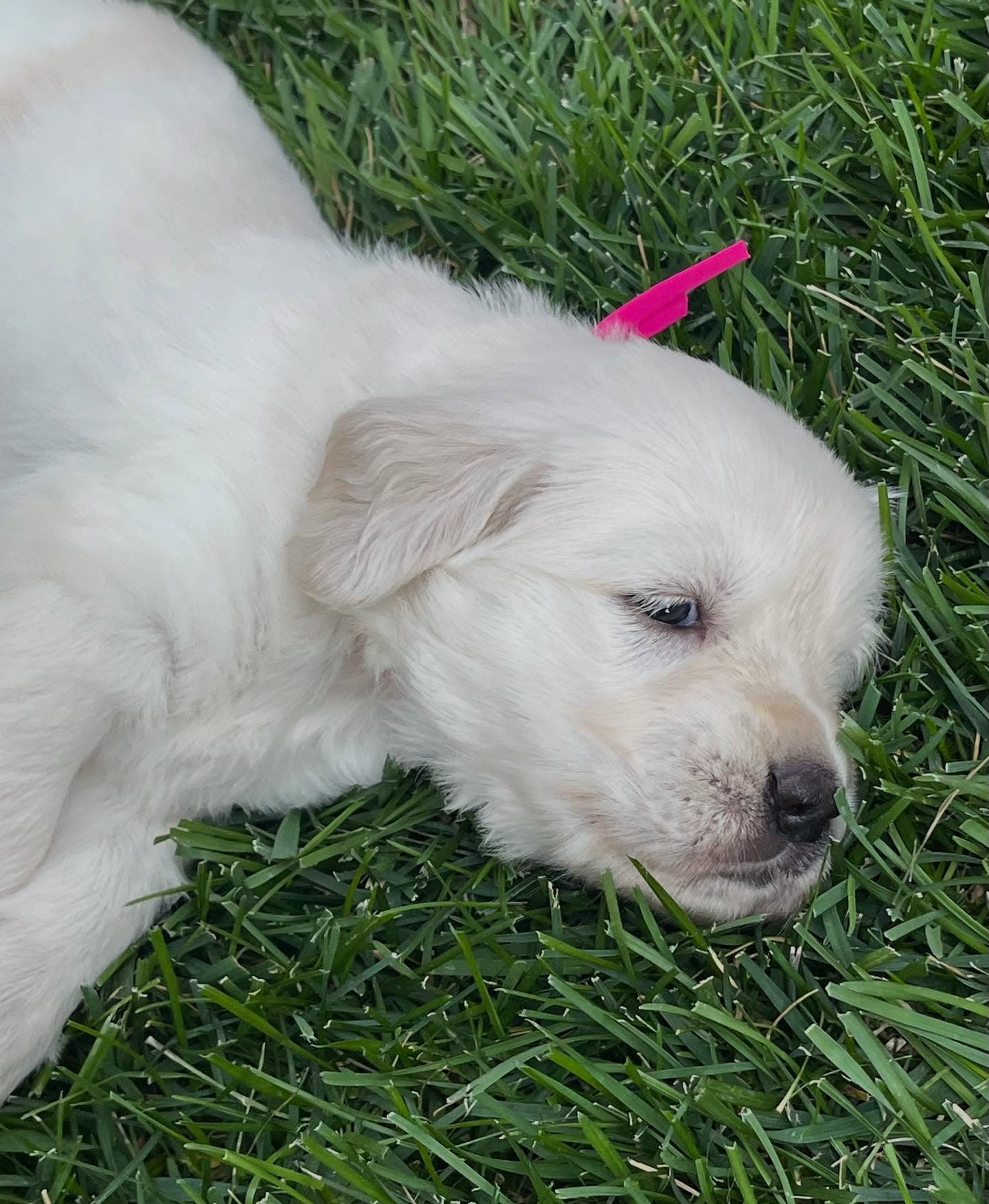Puppy Photo 1