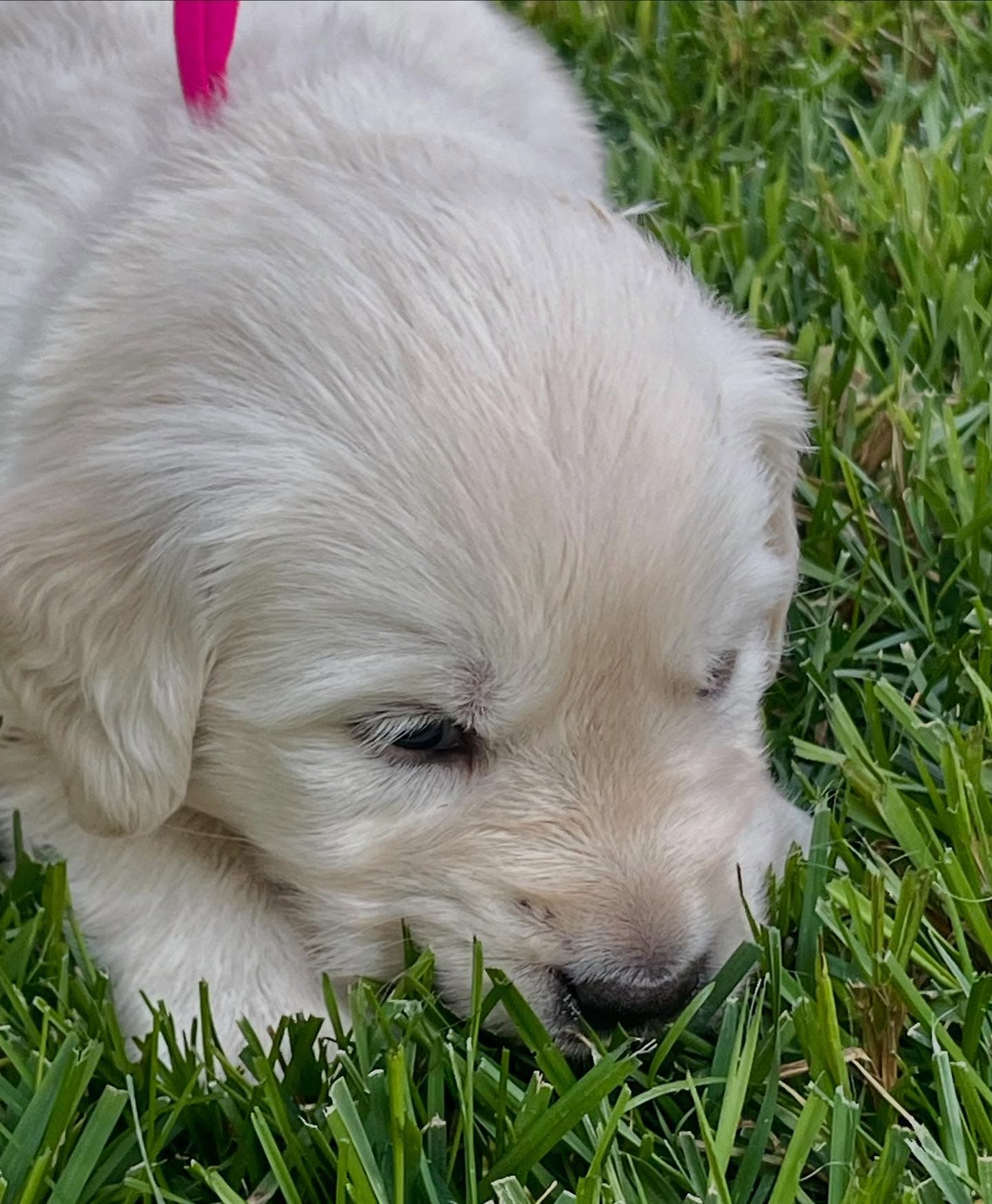 Puppy Photo 2