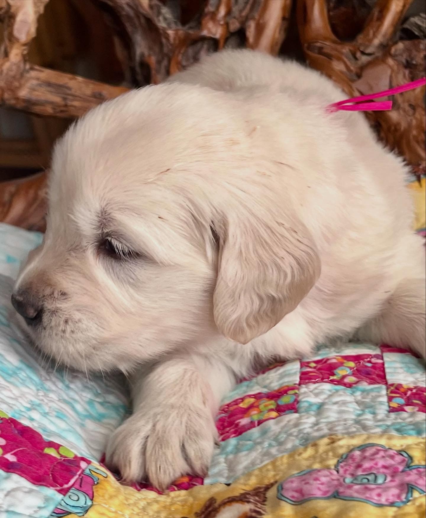 Puppy Photo 3