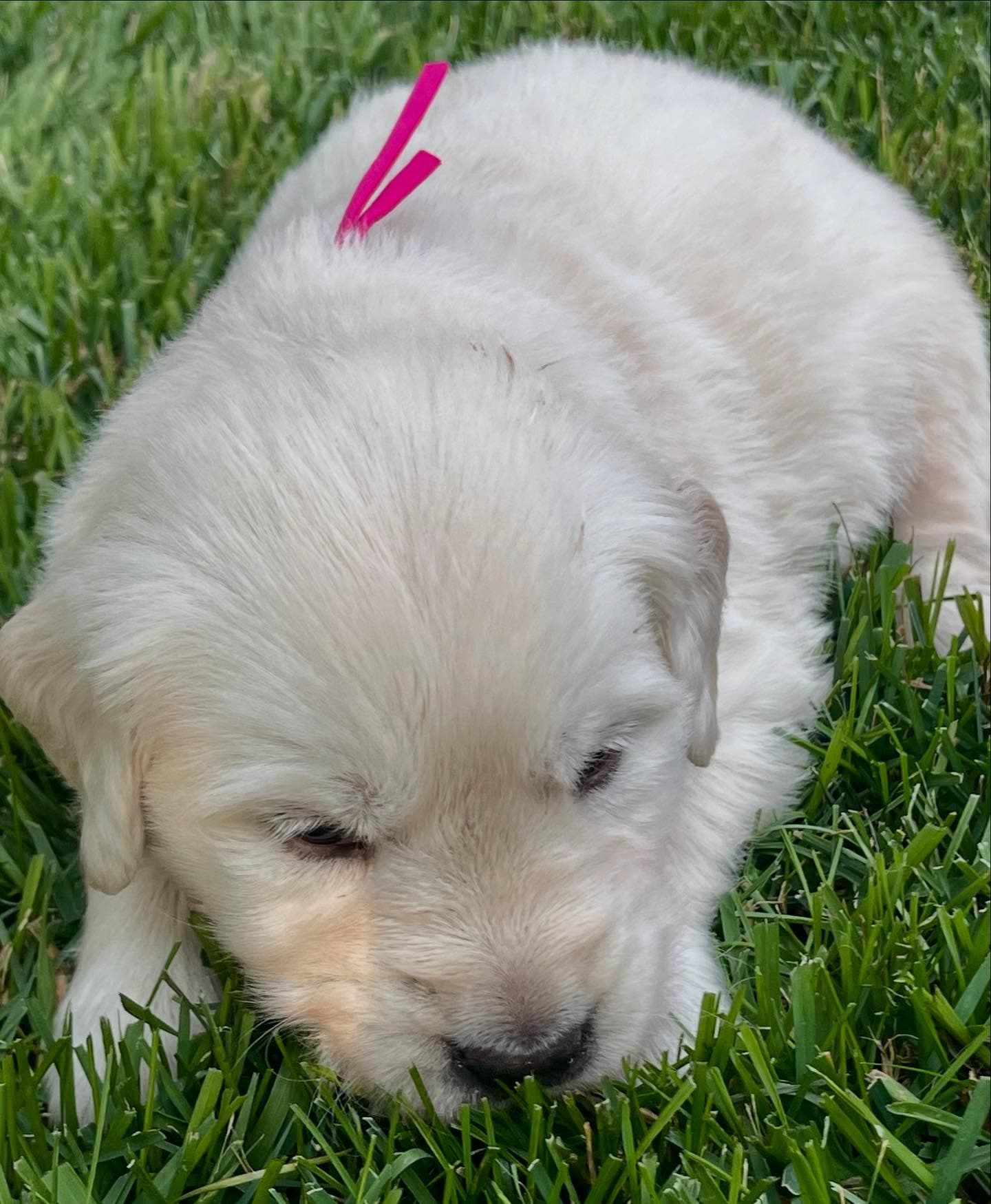 Puppy Photo 4