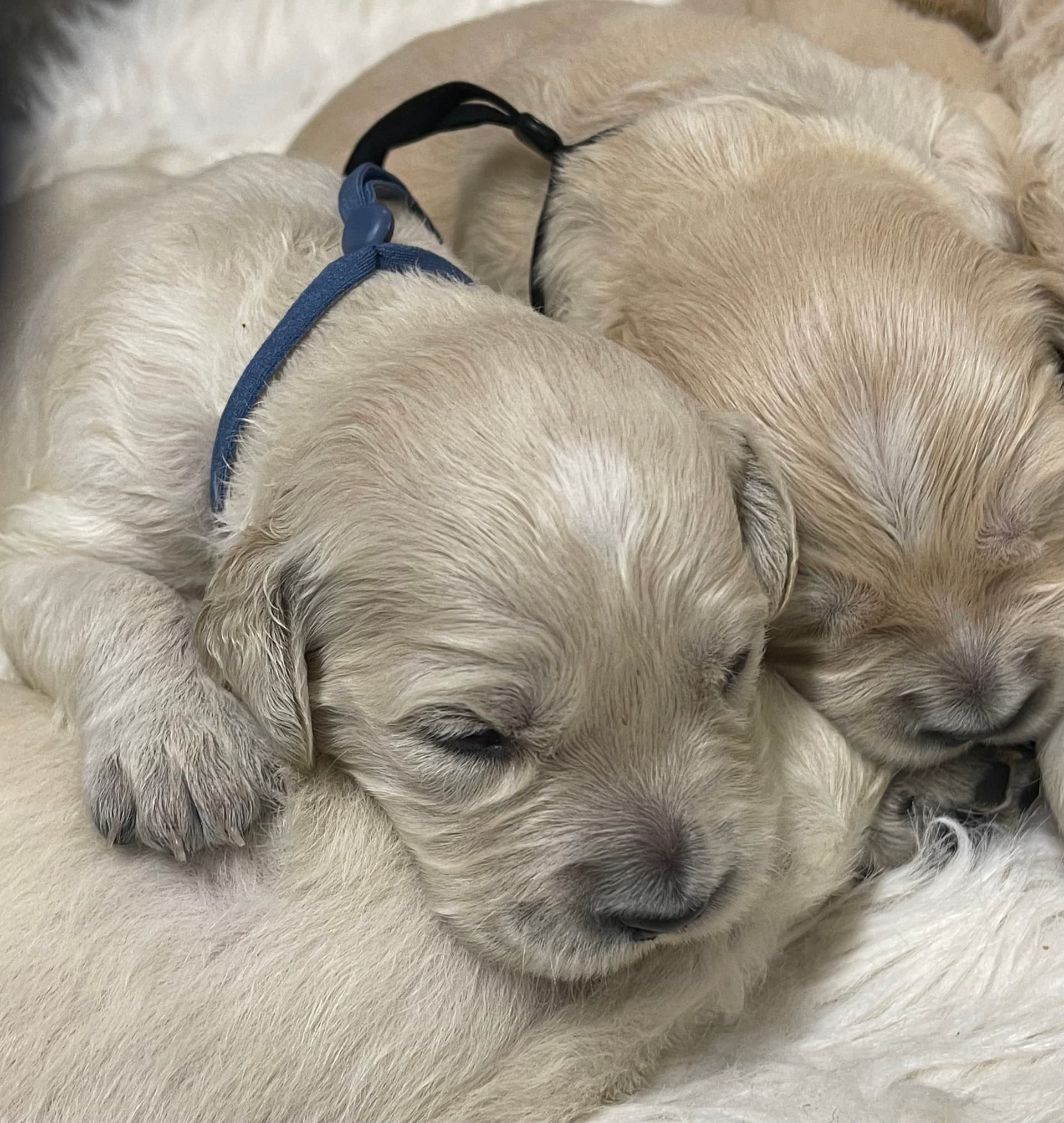 Puppy Photo 2