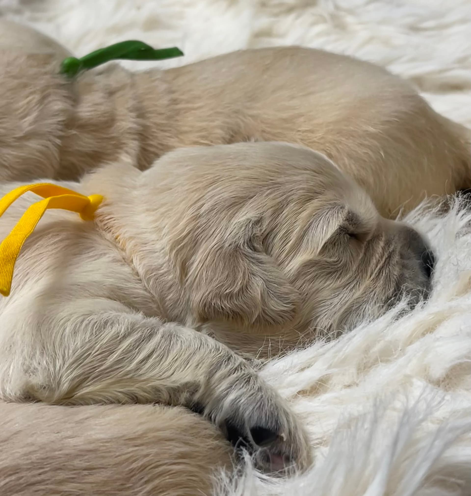 Puppy Photo 1