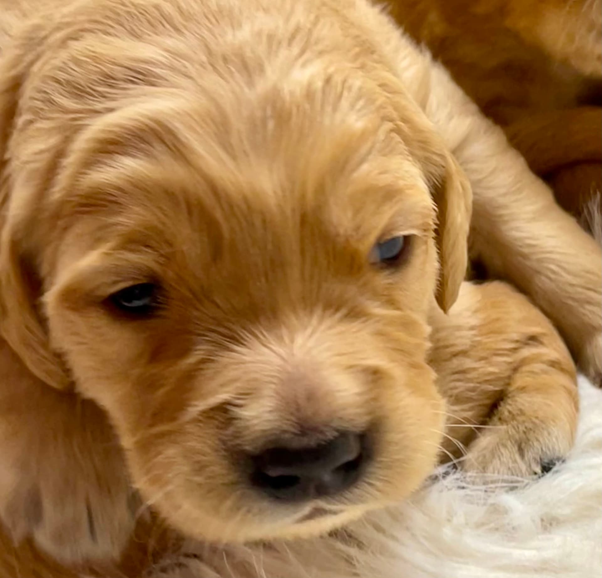 Puppy Photo 1