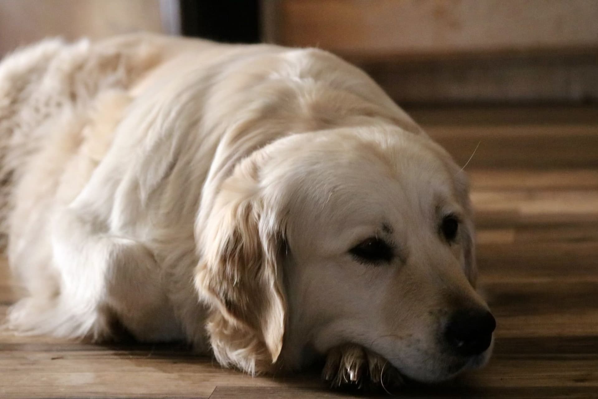 Gallie - Photo 3
