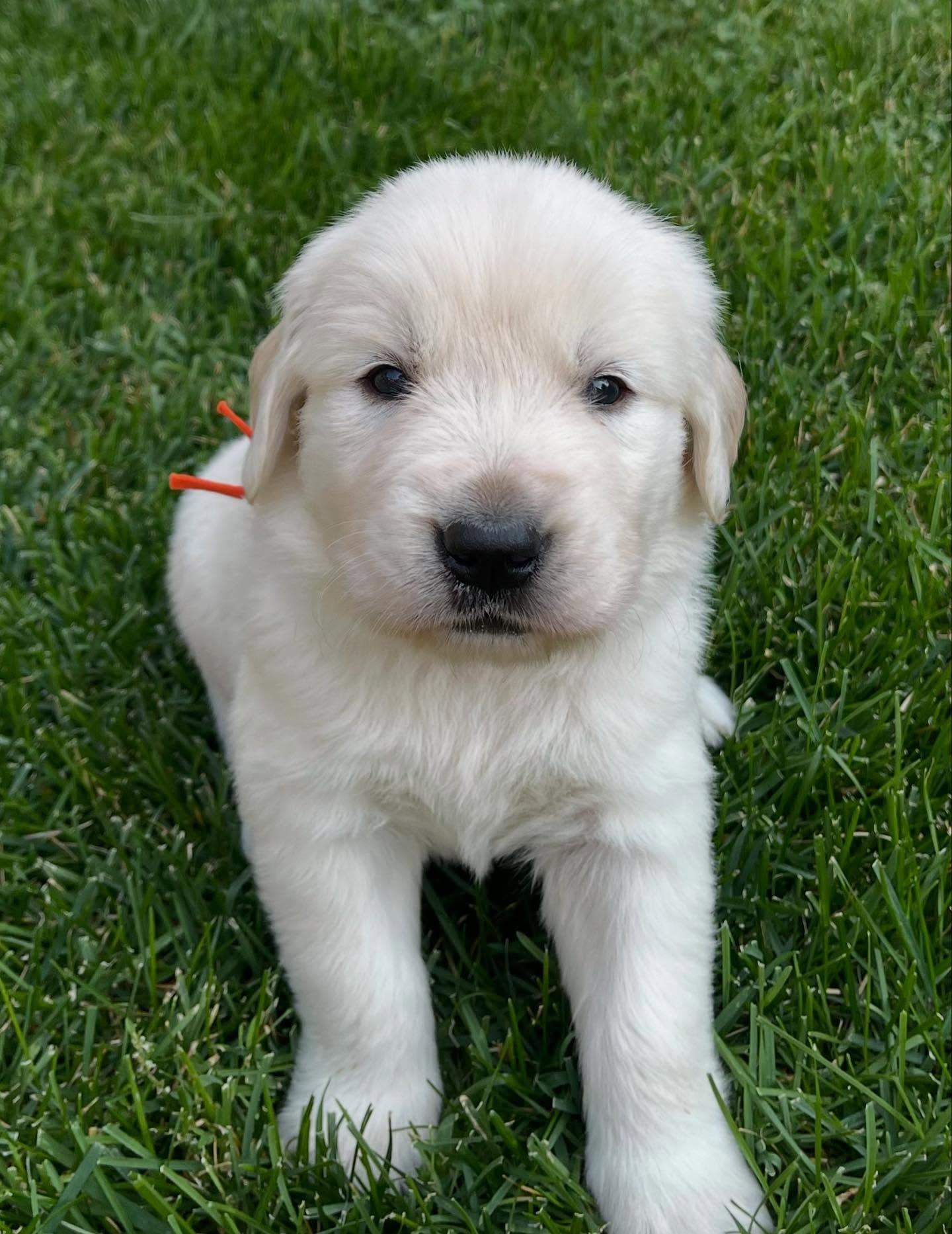 Golden Retriever puppy