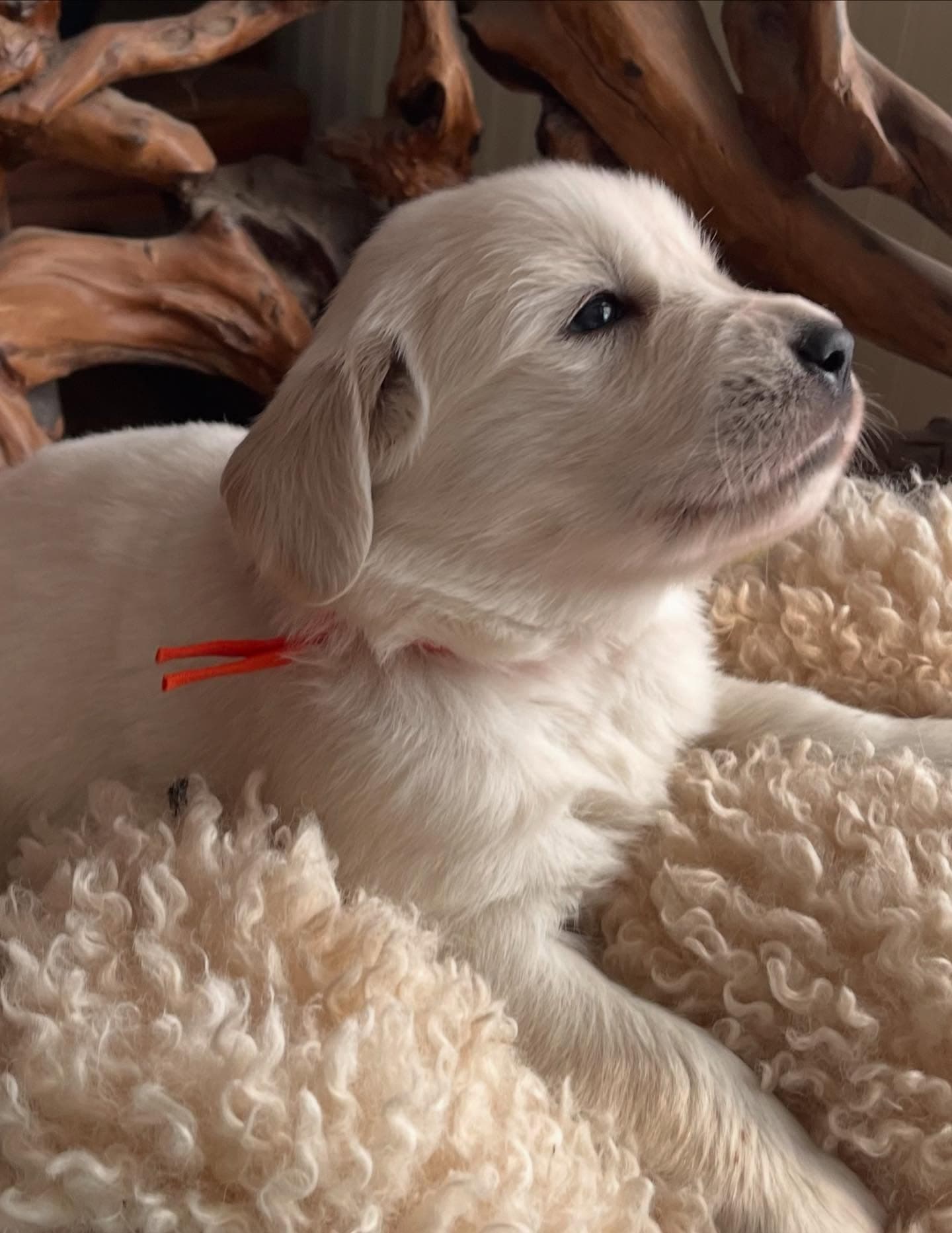 Puppy Photo 2