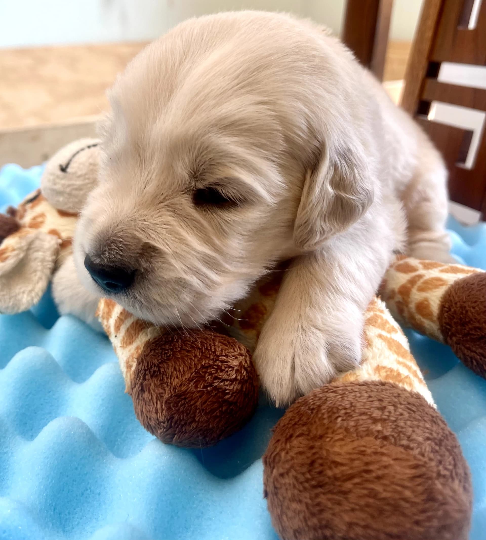 Puppy Photo 1