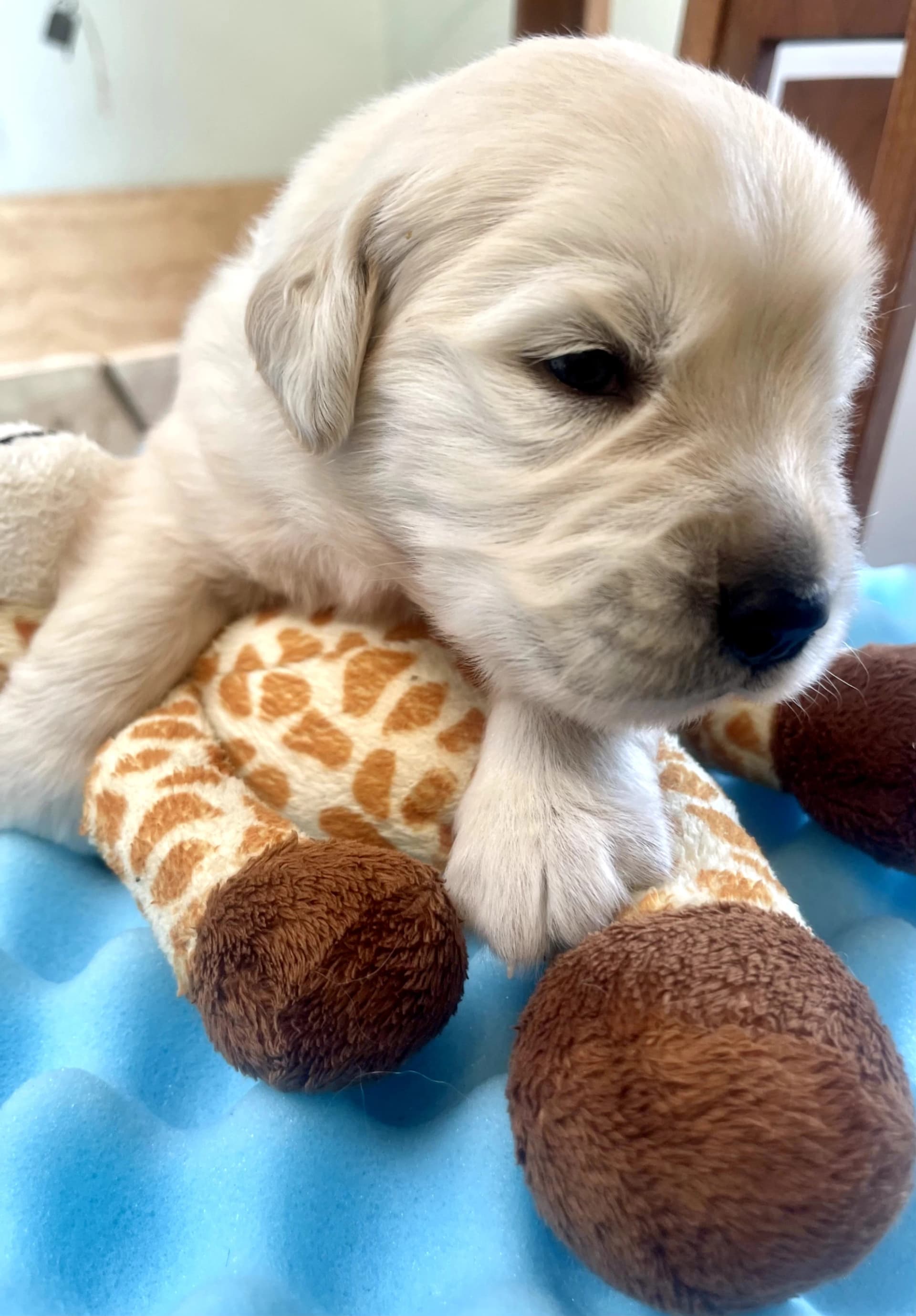 Puppy Photo 2