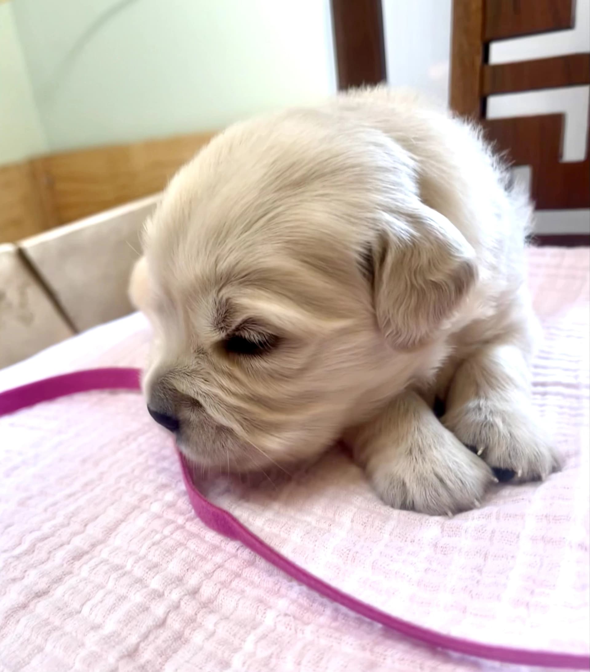 Puppy Photo 3