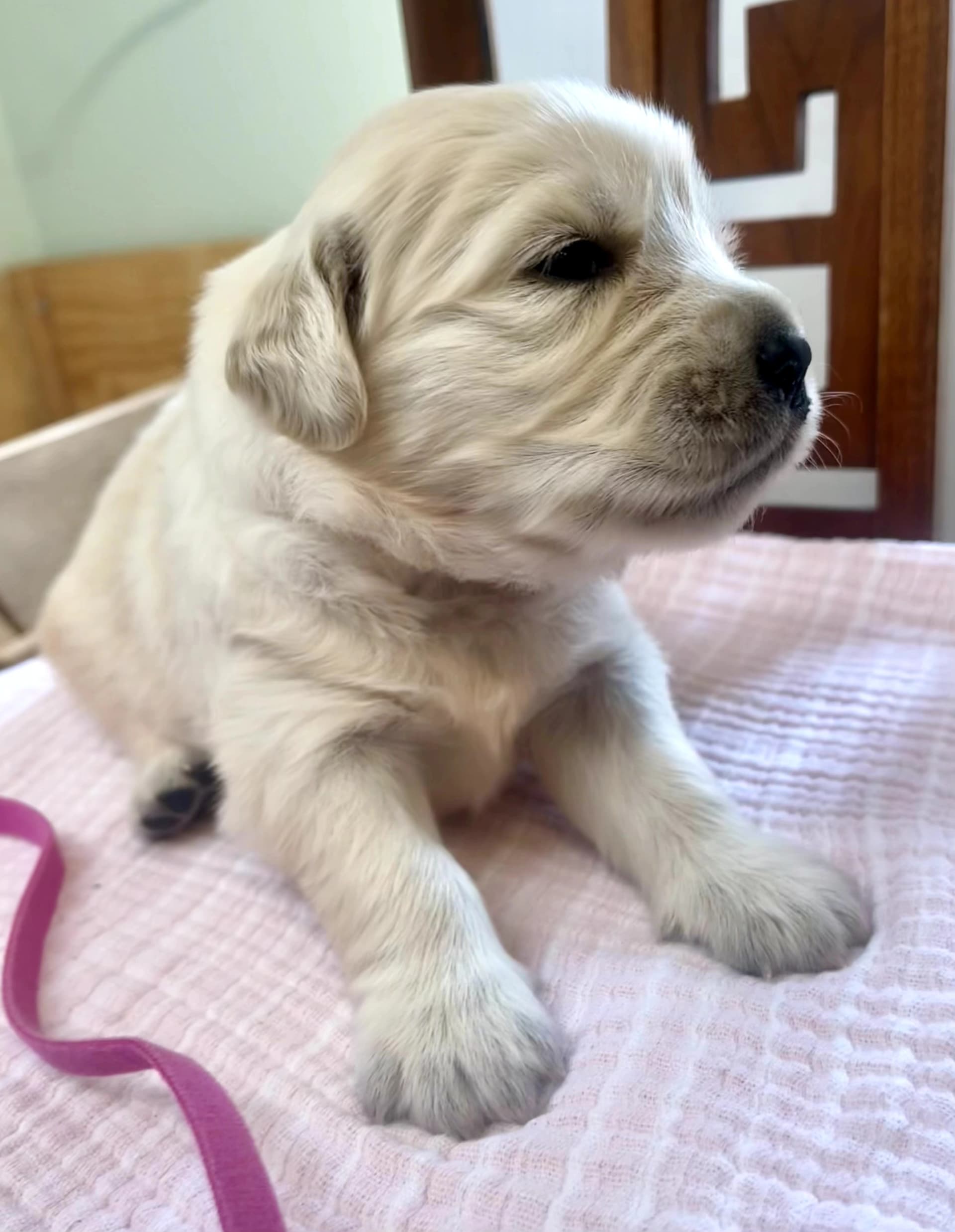 Puppy Photo 1