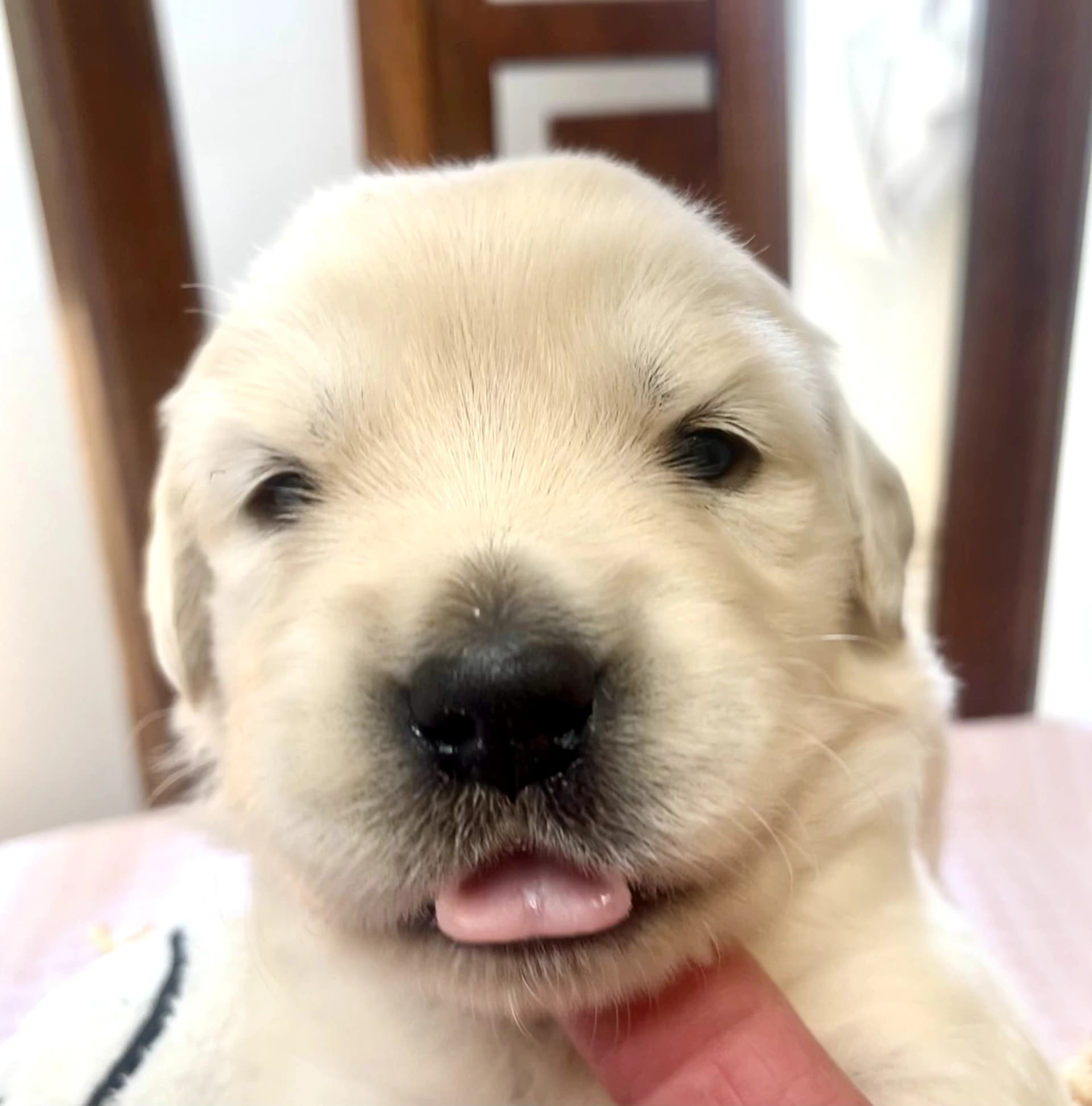 Puppy Photo 4
