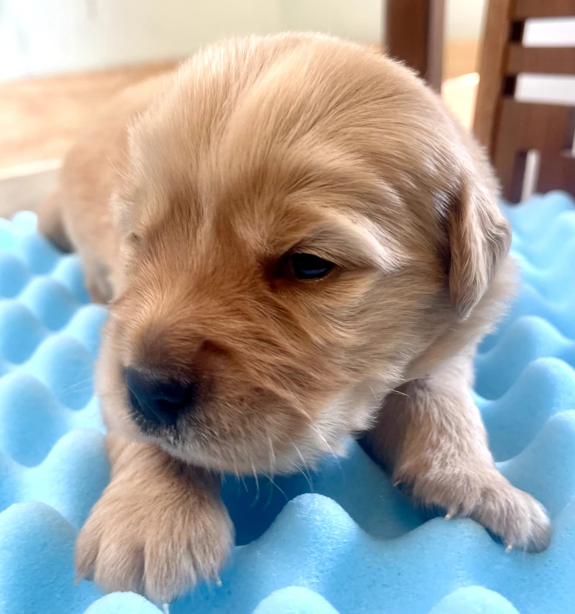 Puppy Photo 1