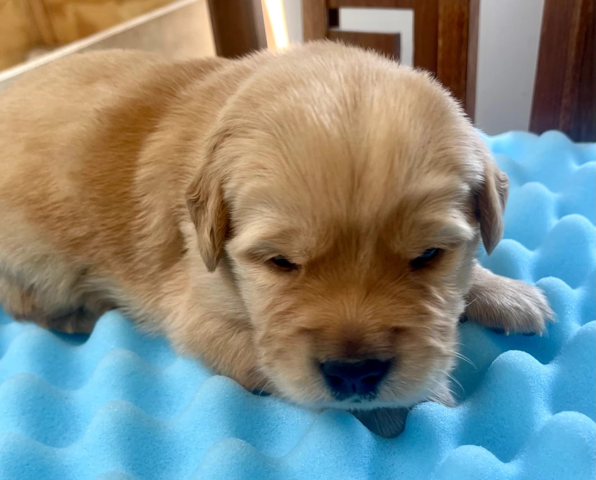 Puppy Photo 3