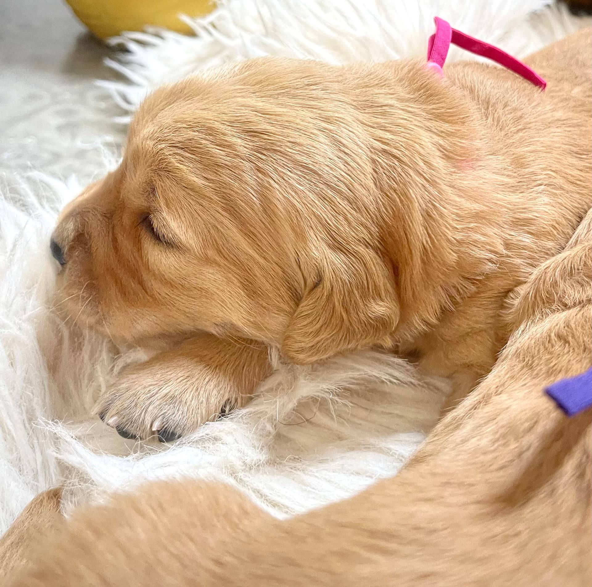 Puppy Photo 2