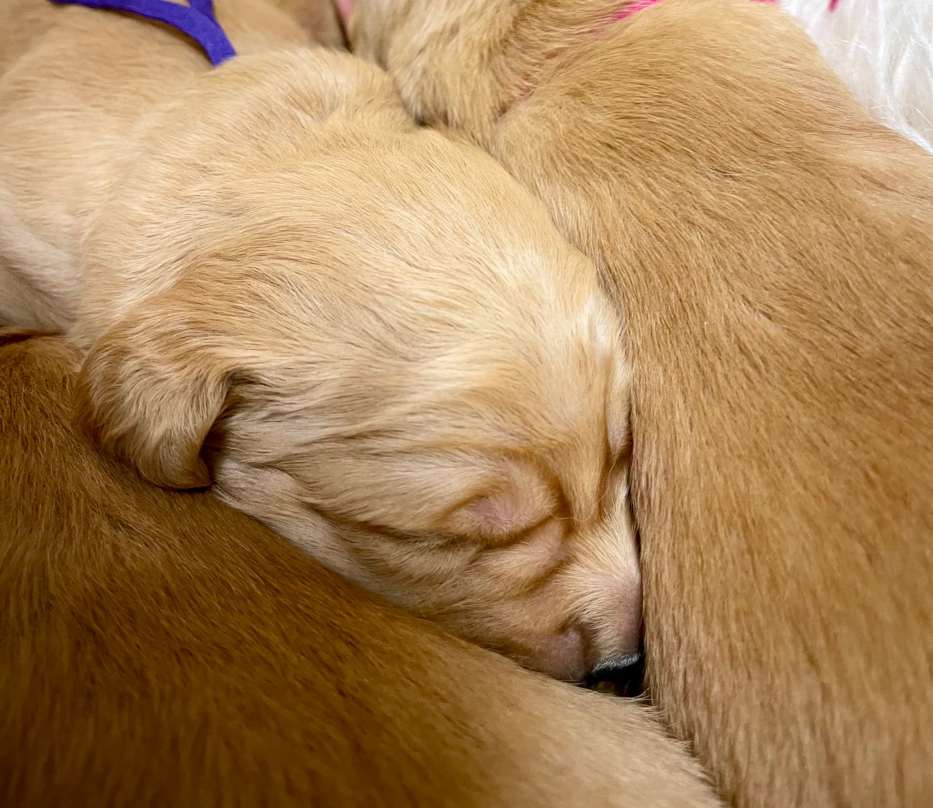 Puppy Photo 2
