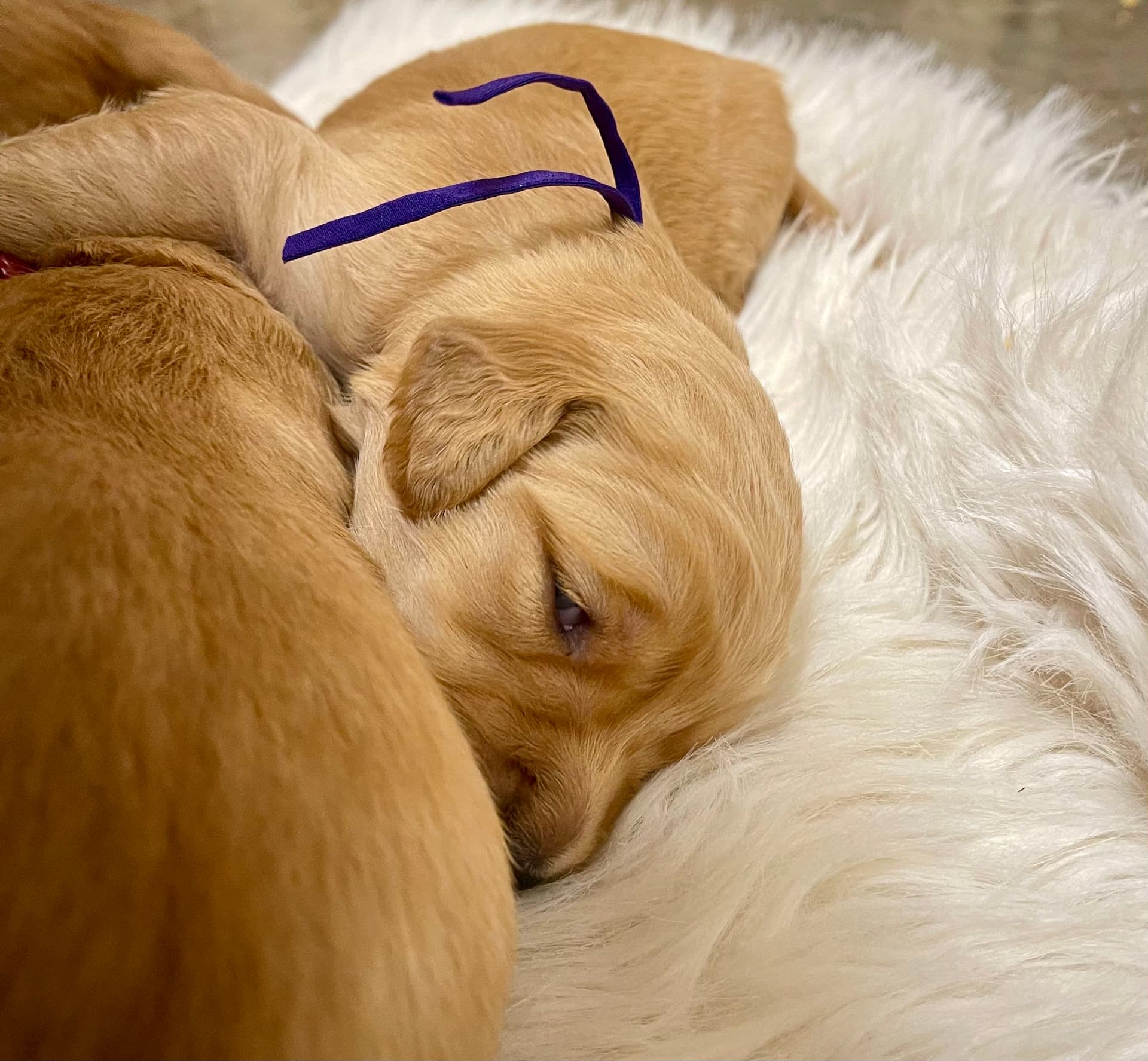 Puppy Photo 3