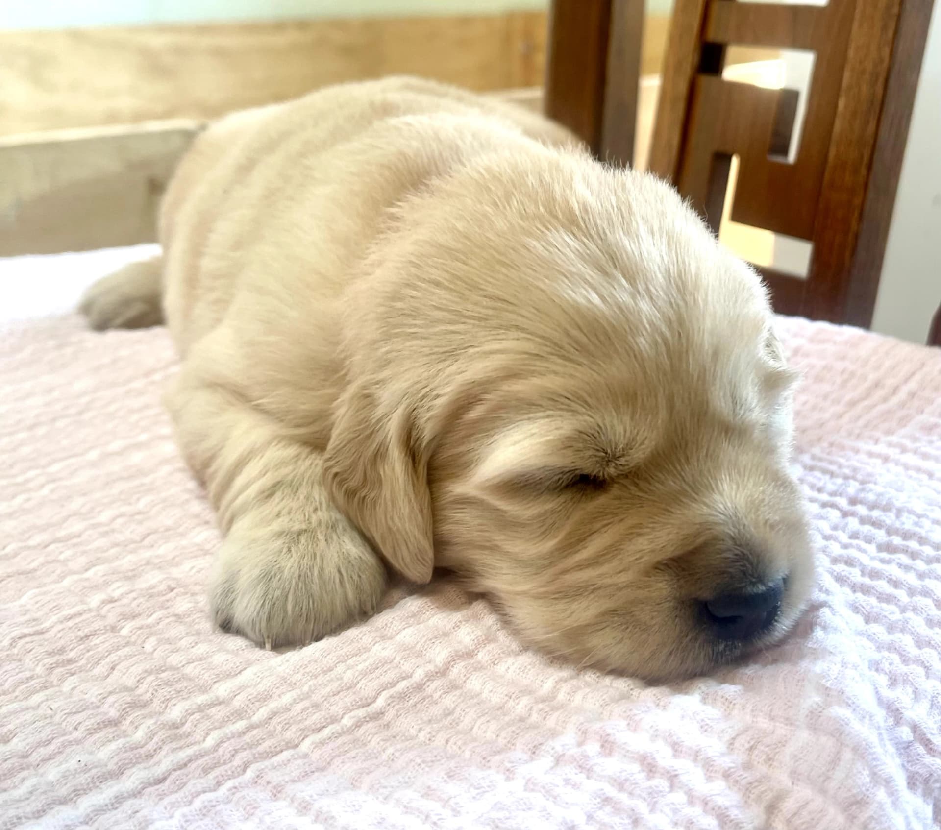 Puppy Photo 2