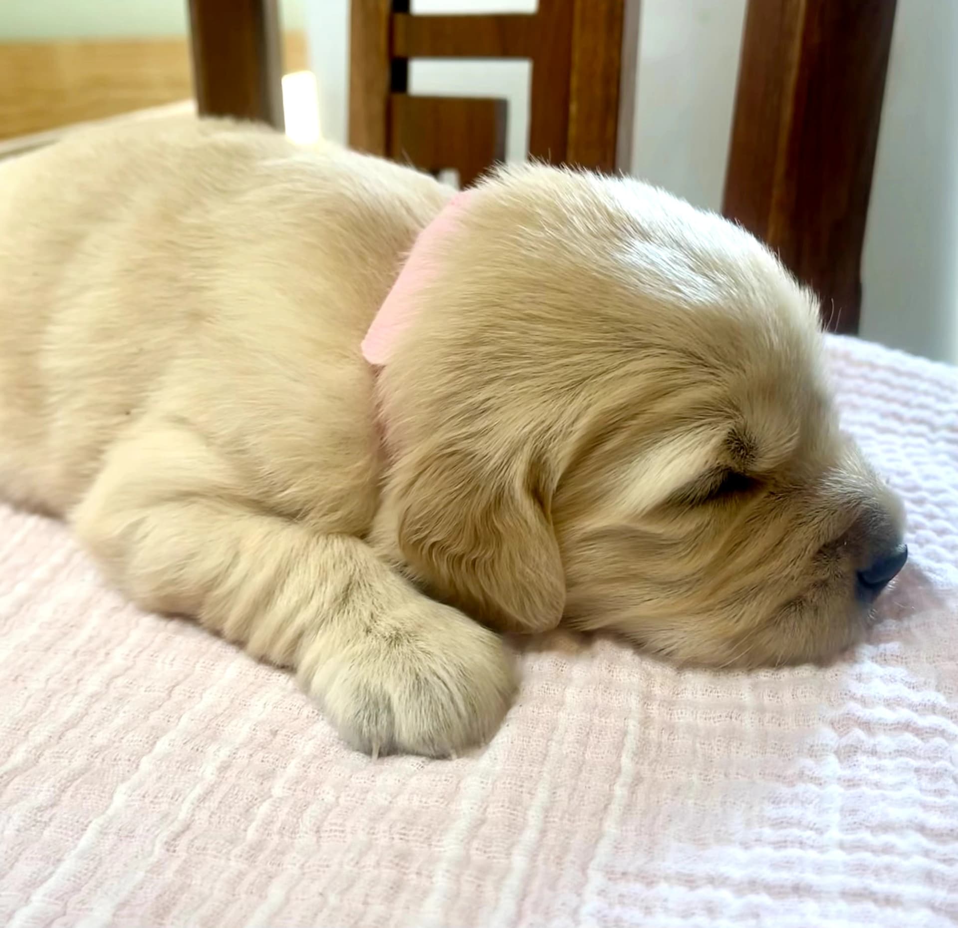 Puppy Photo 3
