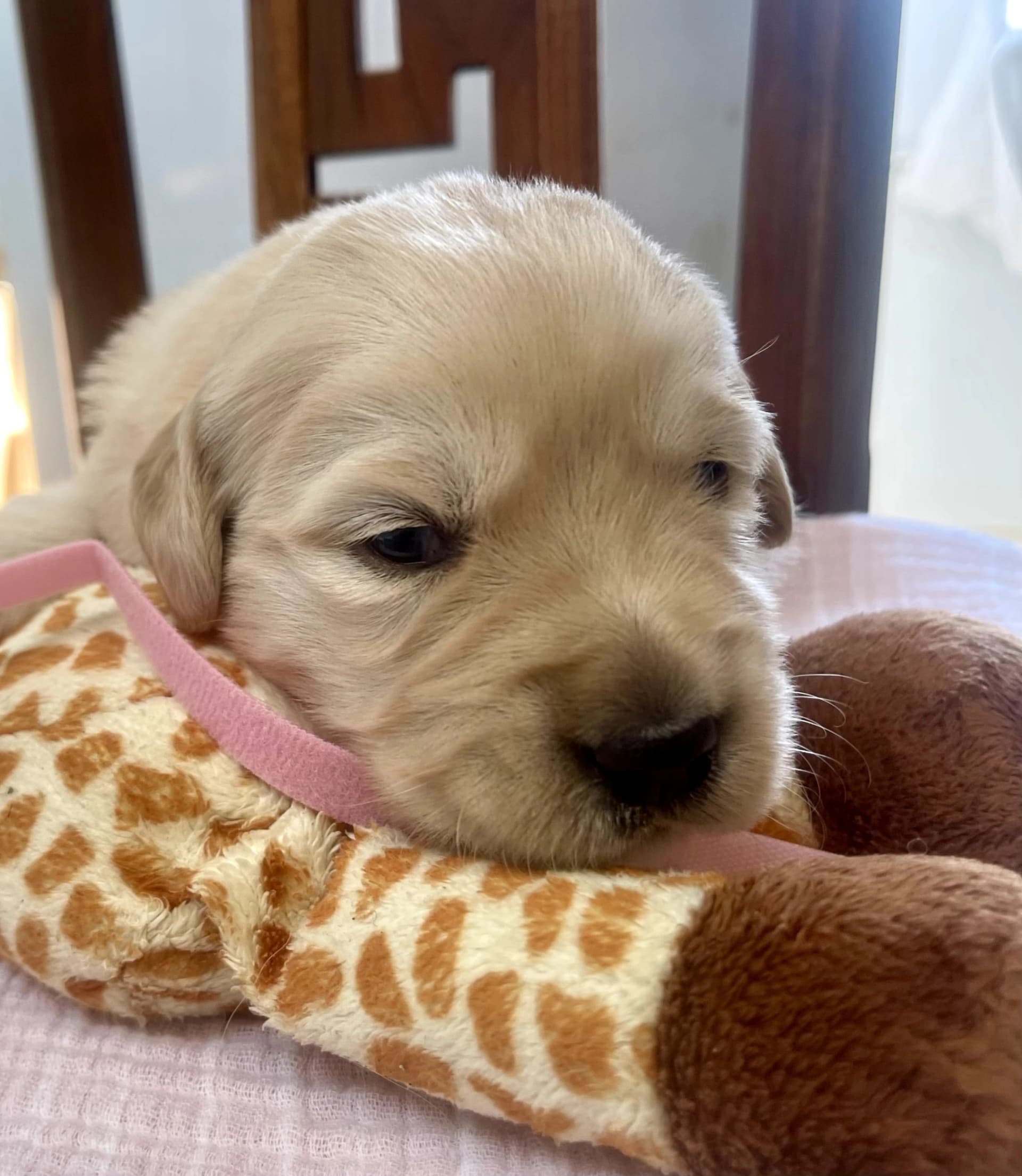 Puppy Photo 1