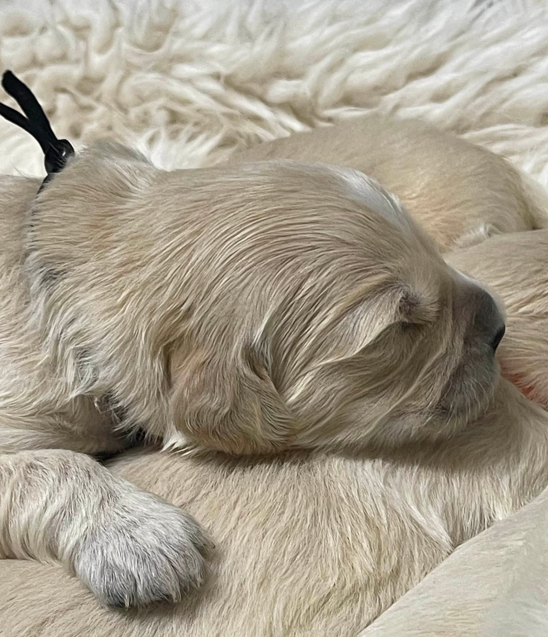 Puppy Photo 2