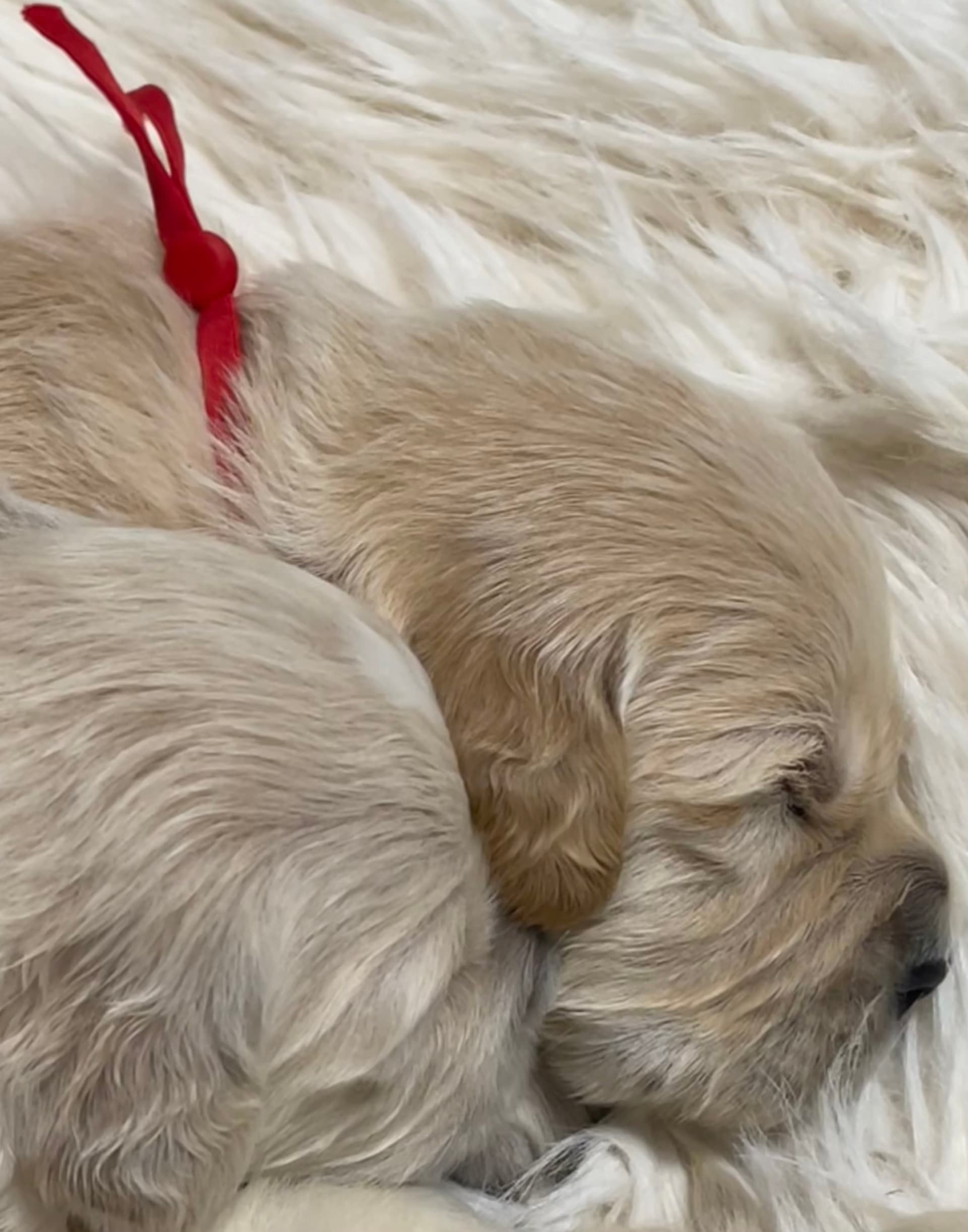 Puppy Photo 1