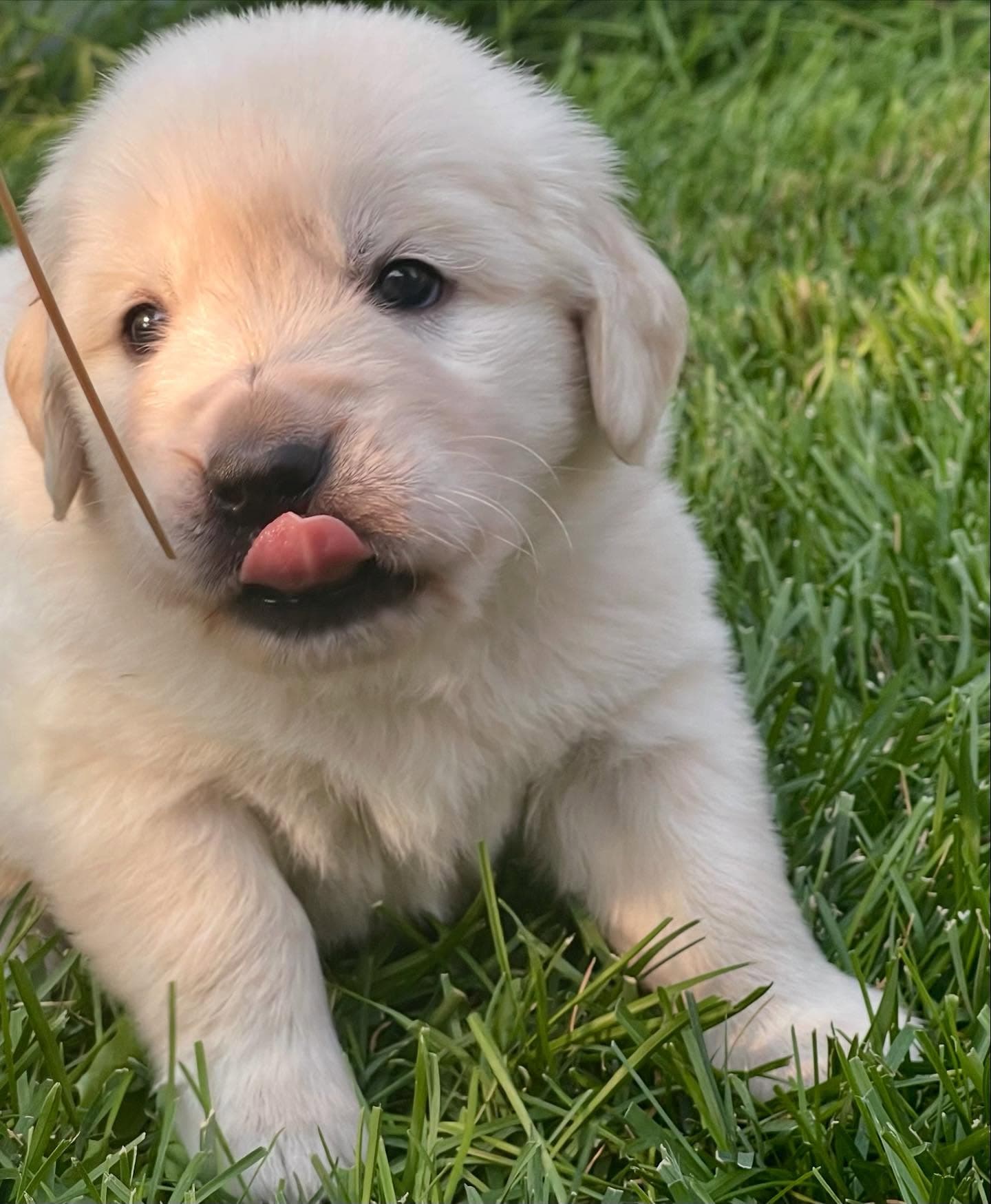 Puppy Photo 1
