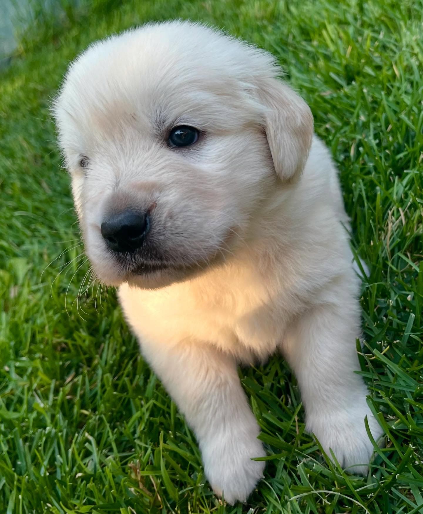Puppy Photo 2