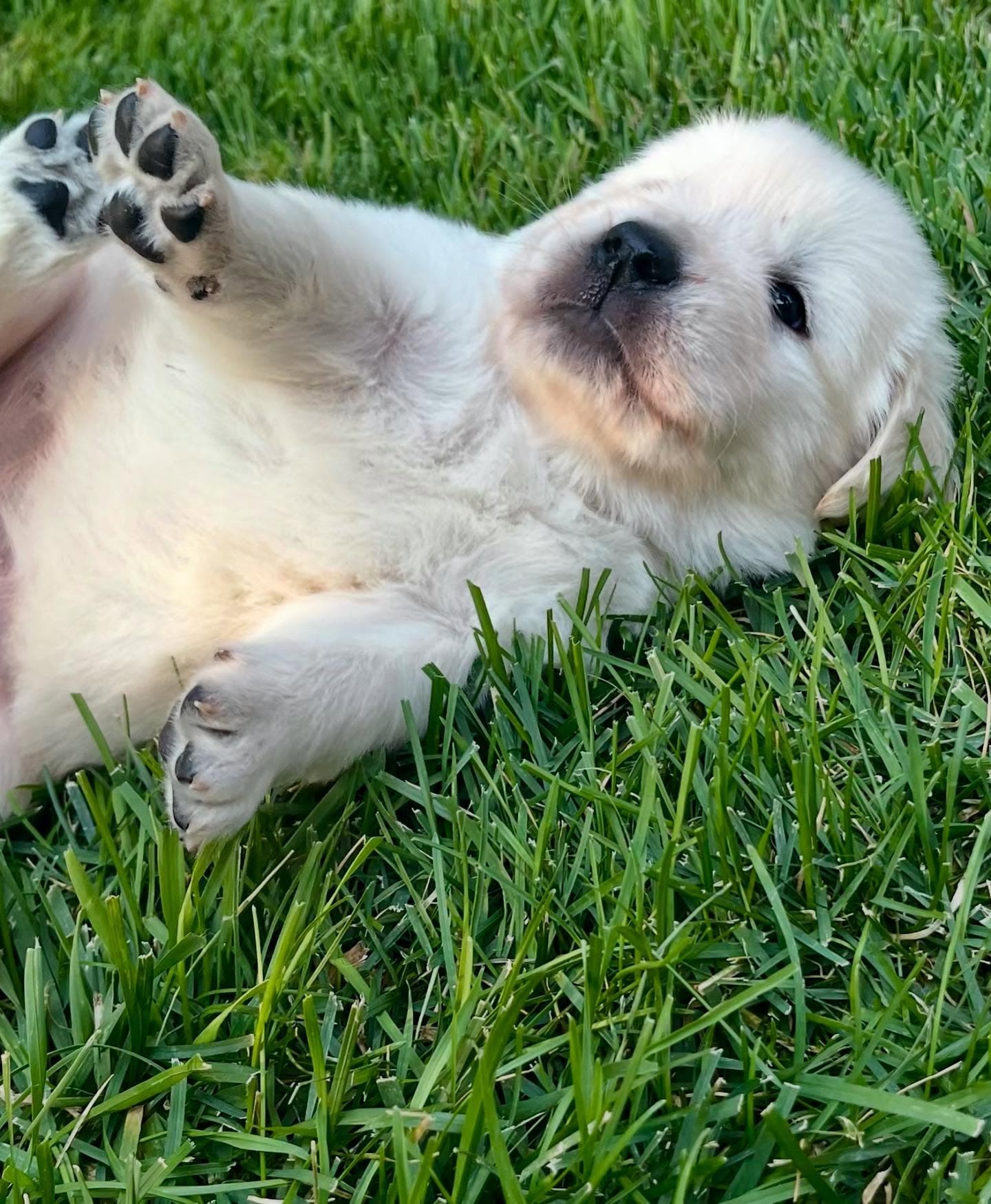 Puppy Photo 3
